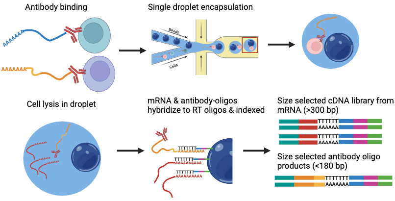 CITE Seq | BioRender Science Templates
