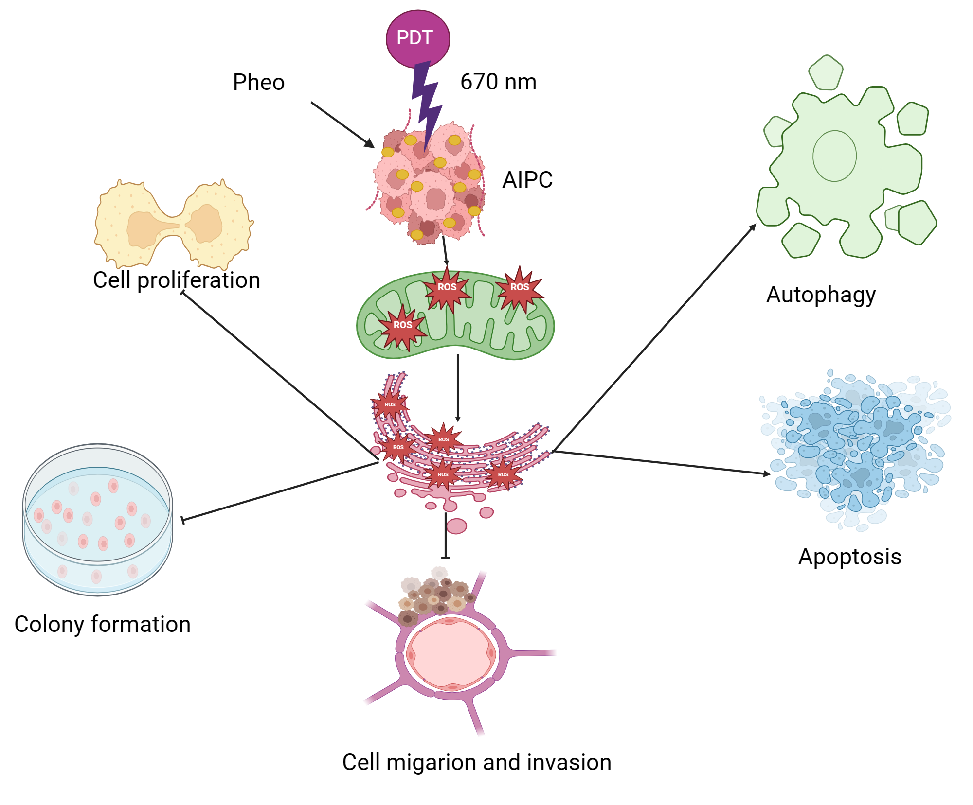 An editable high resolution scientific image depicting Photodynamic therapy effect on androgen-independent prostate cancer cellular models