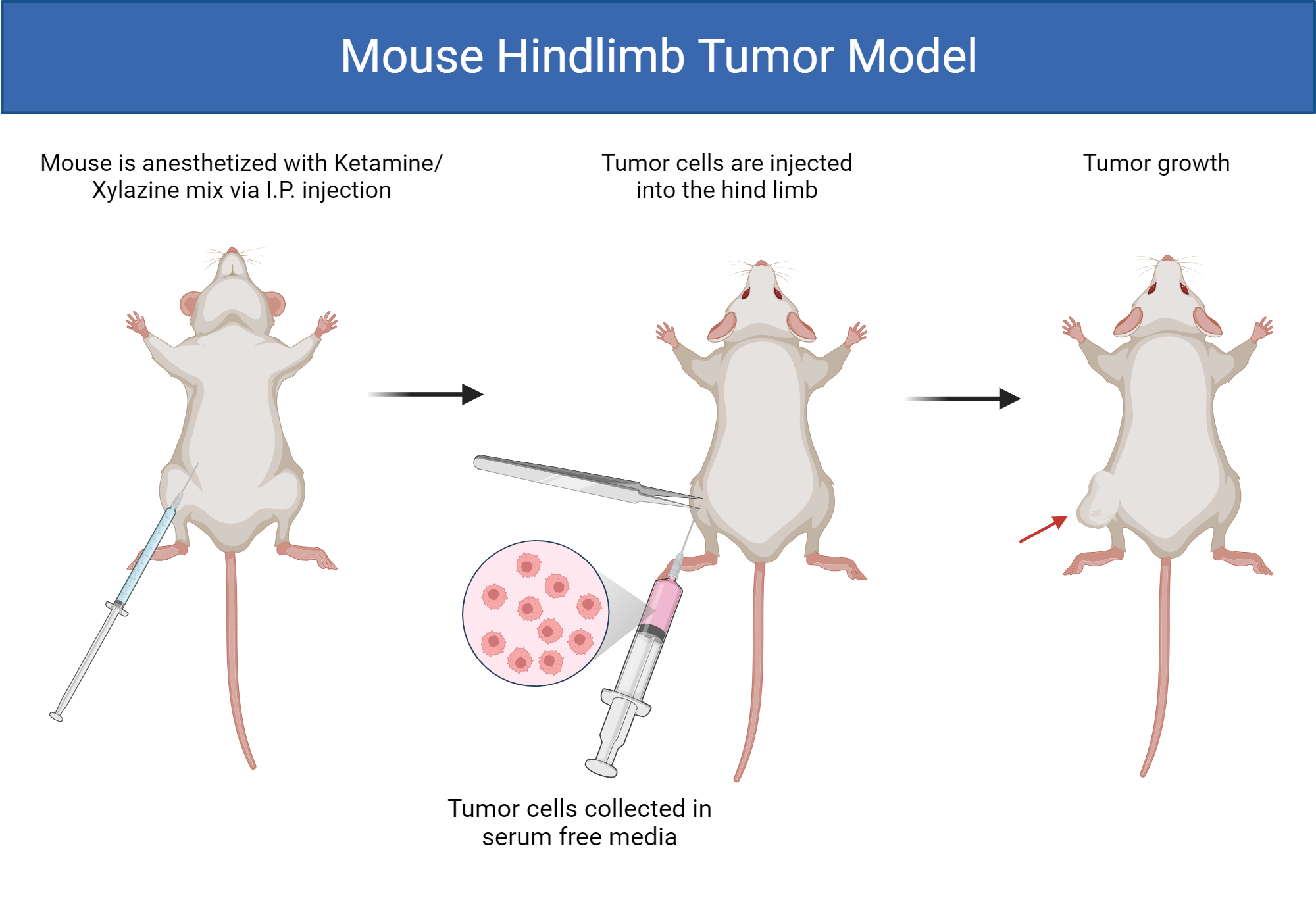 Mouse Hindlimb Tumor Model | BioRender Science Templates