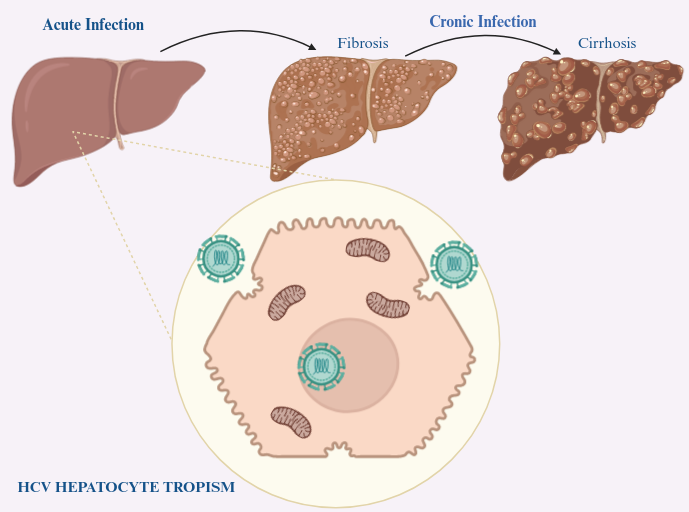 An editable high resolution scientific image depicting HCV Liver Tropism