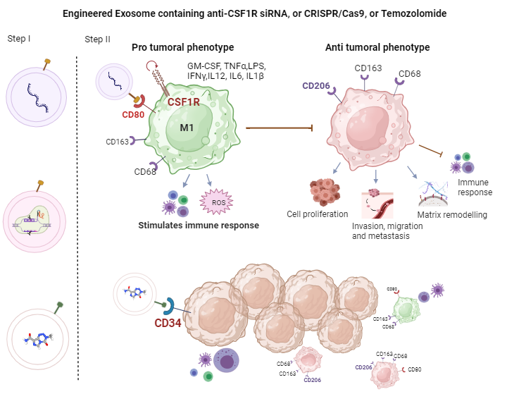 An editable high resolution scientific image depicting Immunotherapy ZA AKU