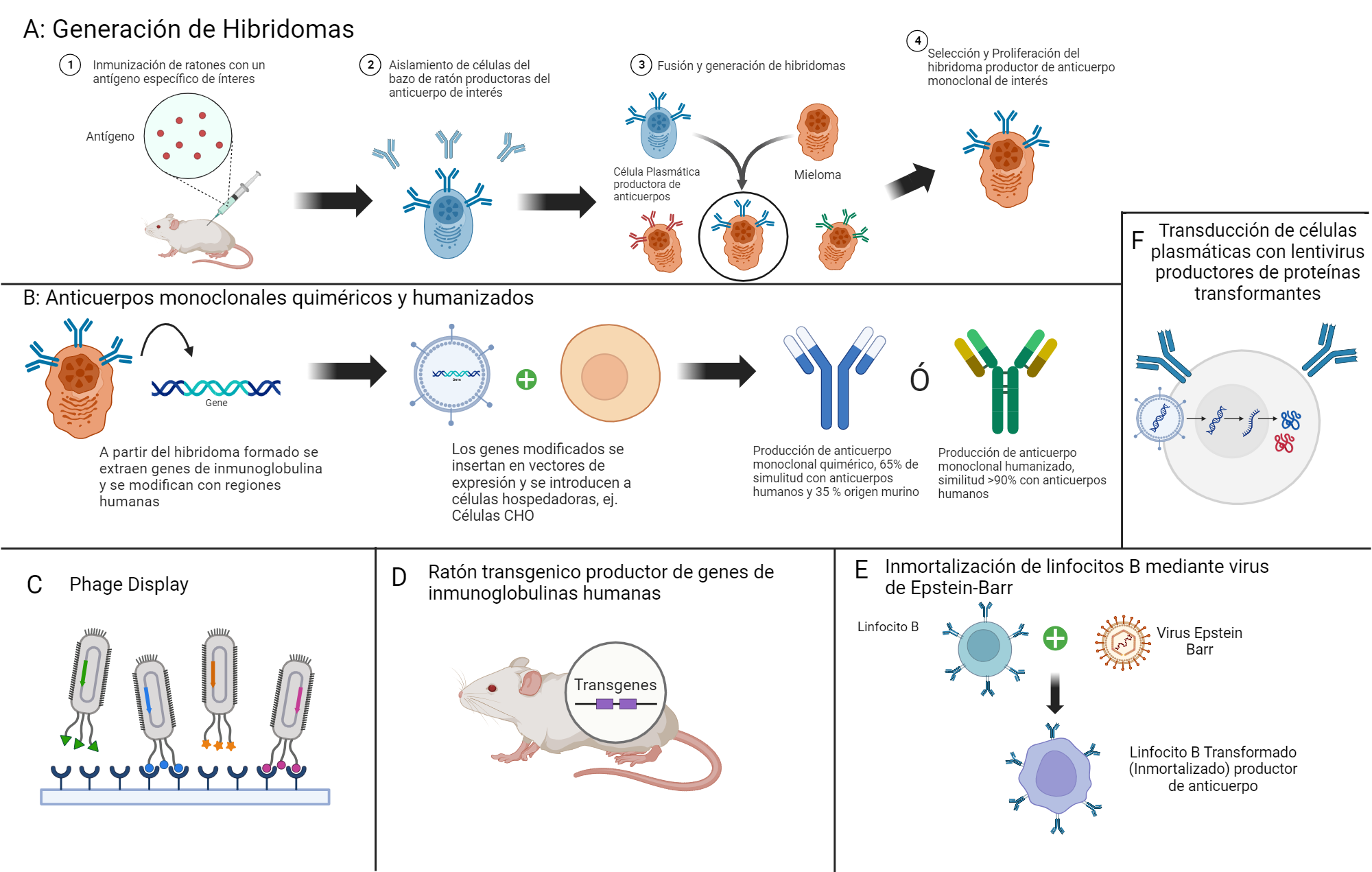 An editable high resolution scientific image depicting Monoclonal Antibodies Production