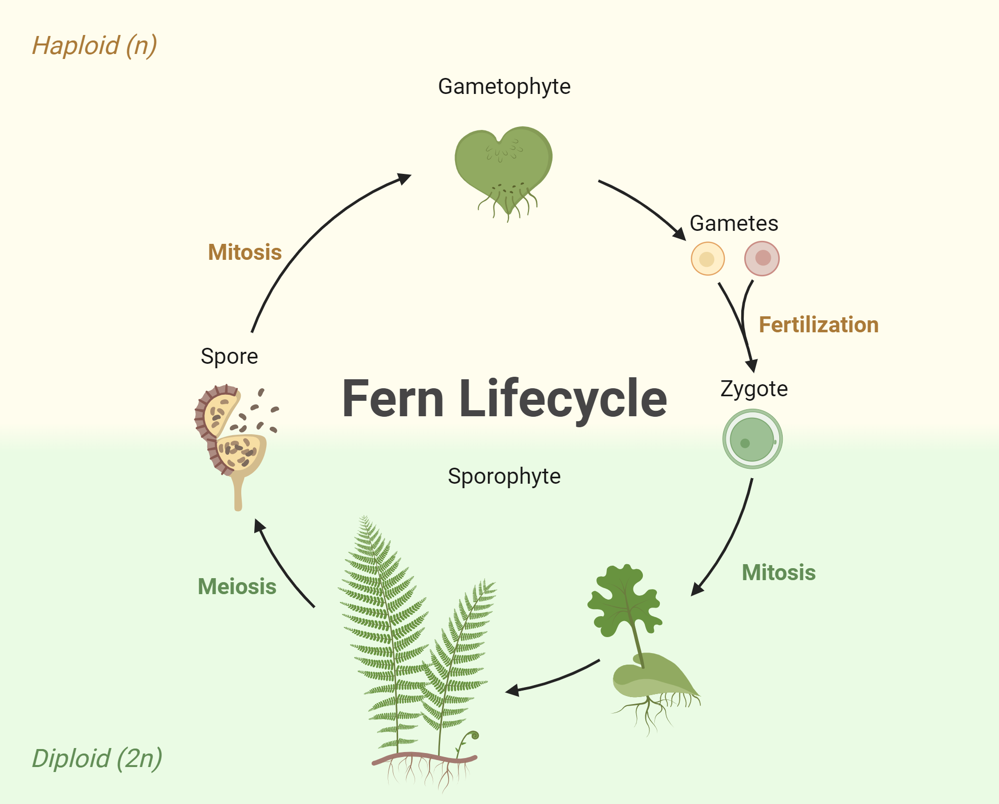 The Mysterious Life Of Fern H. Reynolds - xday990