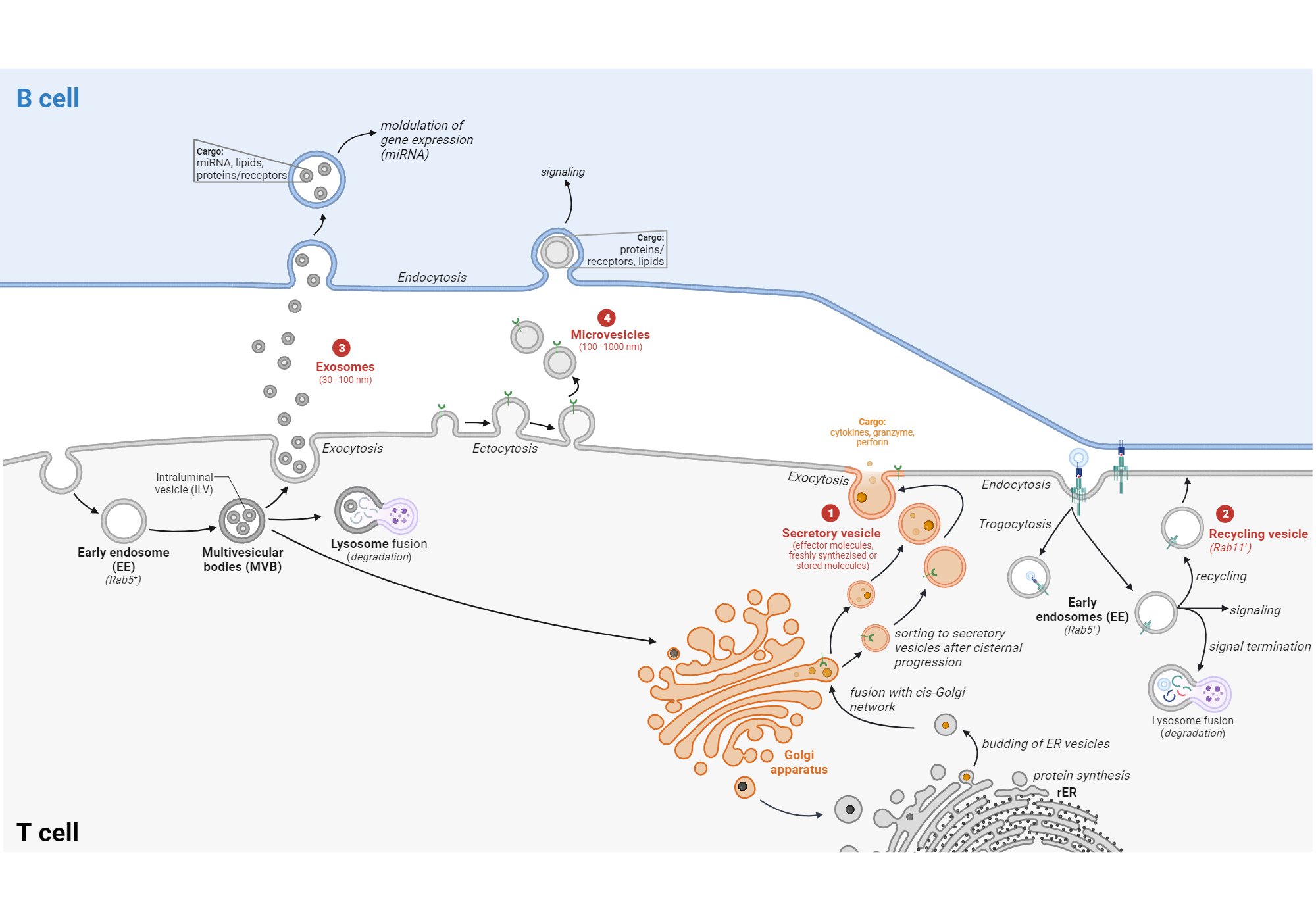 An editable high resolution scientific image depicting Vesicle trafficking at the immunological synapse