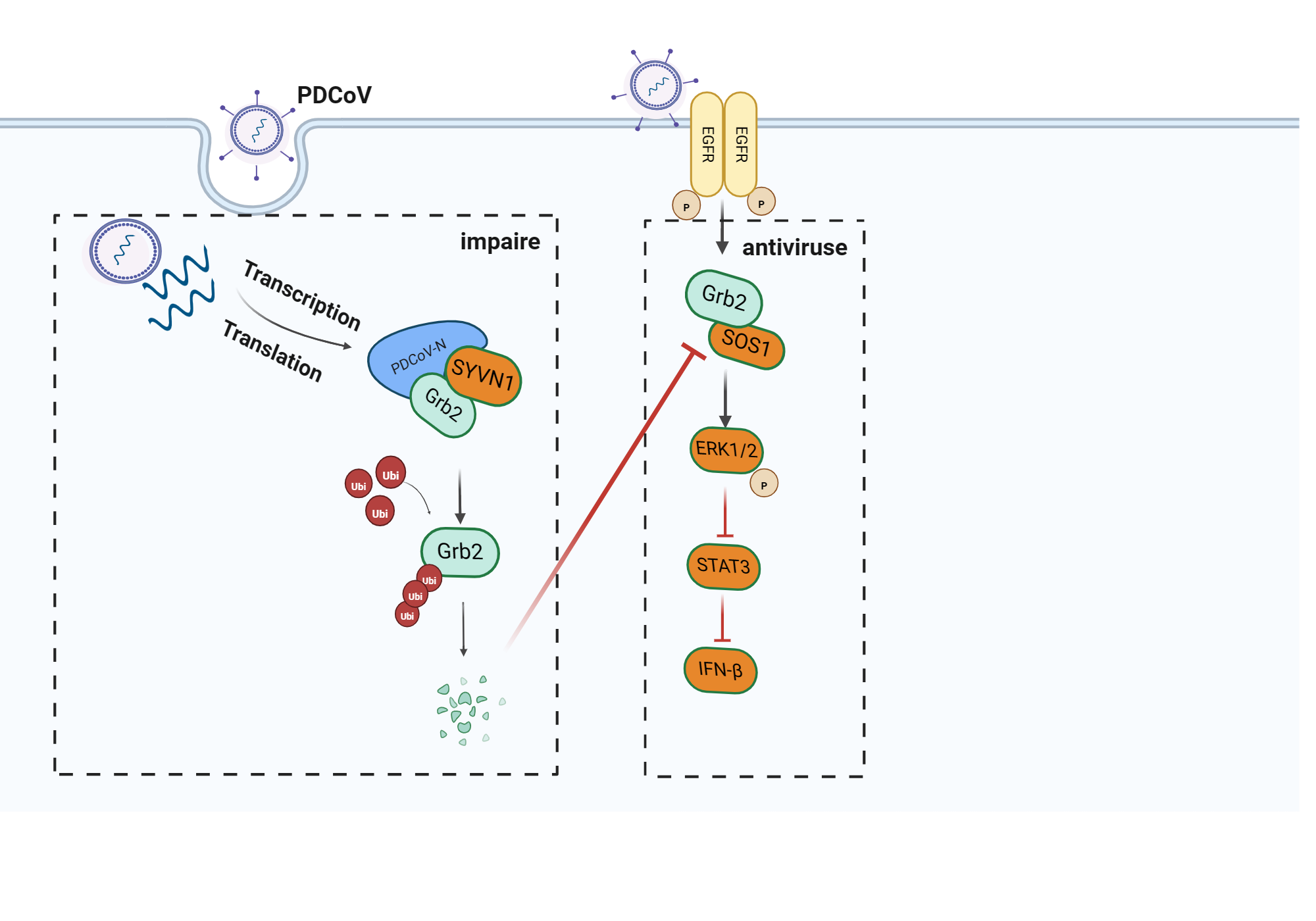 An editable high resolution scientific image depicting Porcine deltacoronavirus nucleocapsid protein