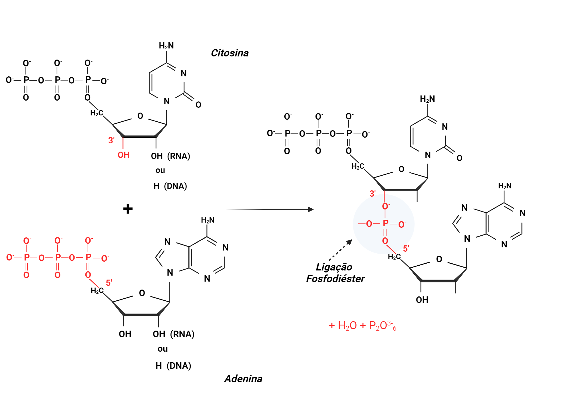 Phosphate Group In Biology