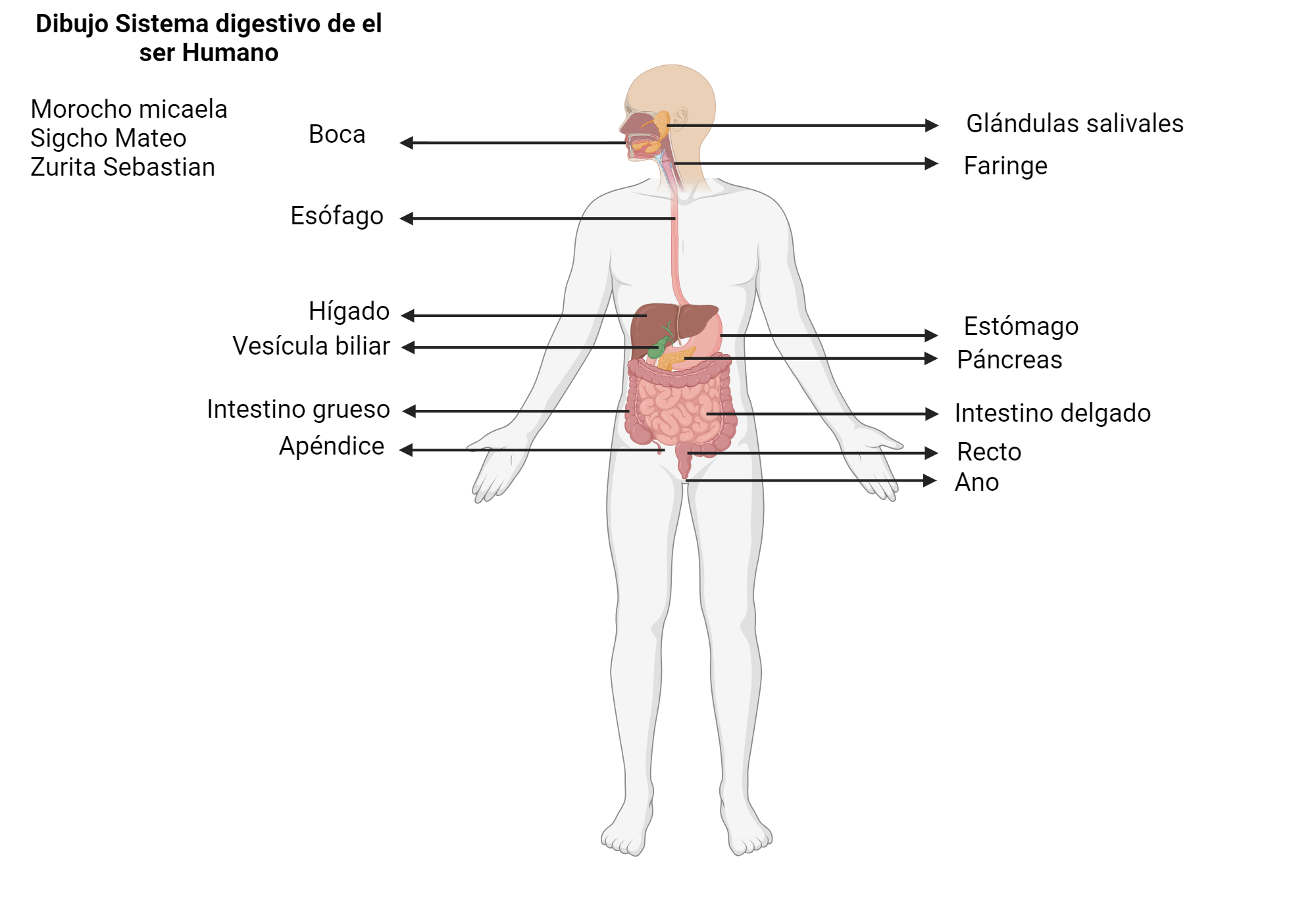 An editable high resolution scientific image depicting Sistema Digestivo de el ser humano