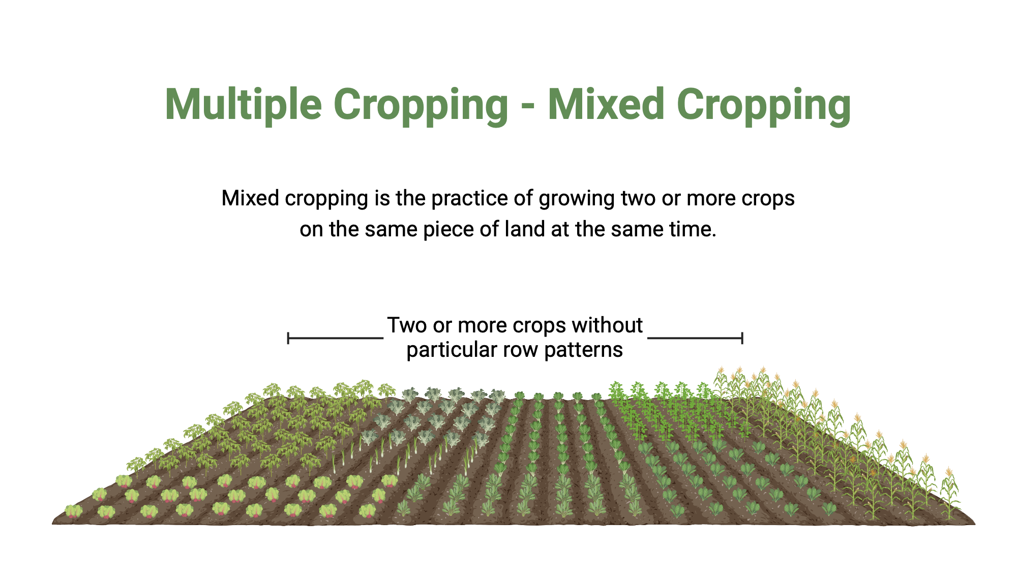Multiple Cropping Mixed Cropping Biorender Science Templates Multiple Cropping Mixed Cropping Biorender Science Templates