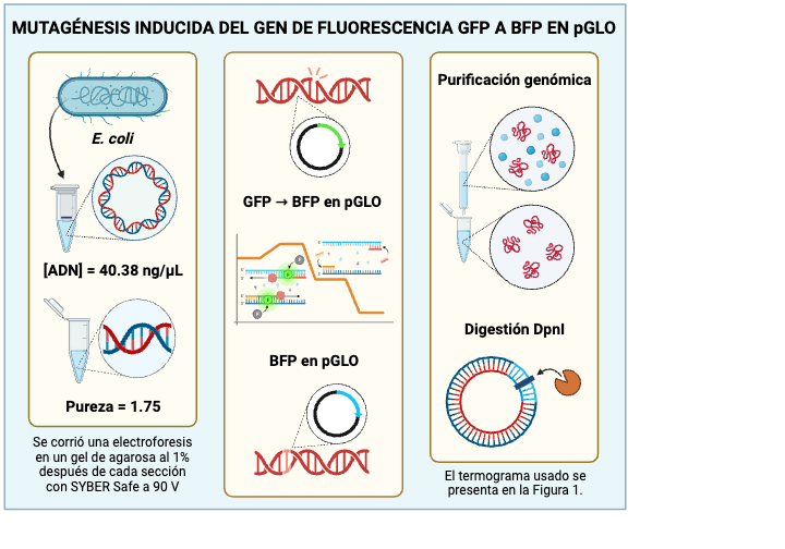 An editable high resolution scientific image depicting GENÉTICA VISUAL ABSTRACT Pt.1