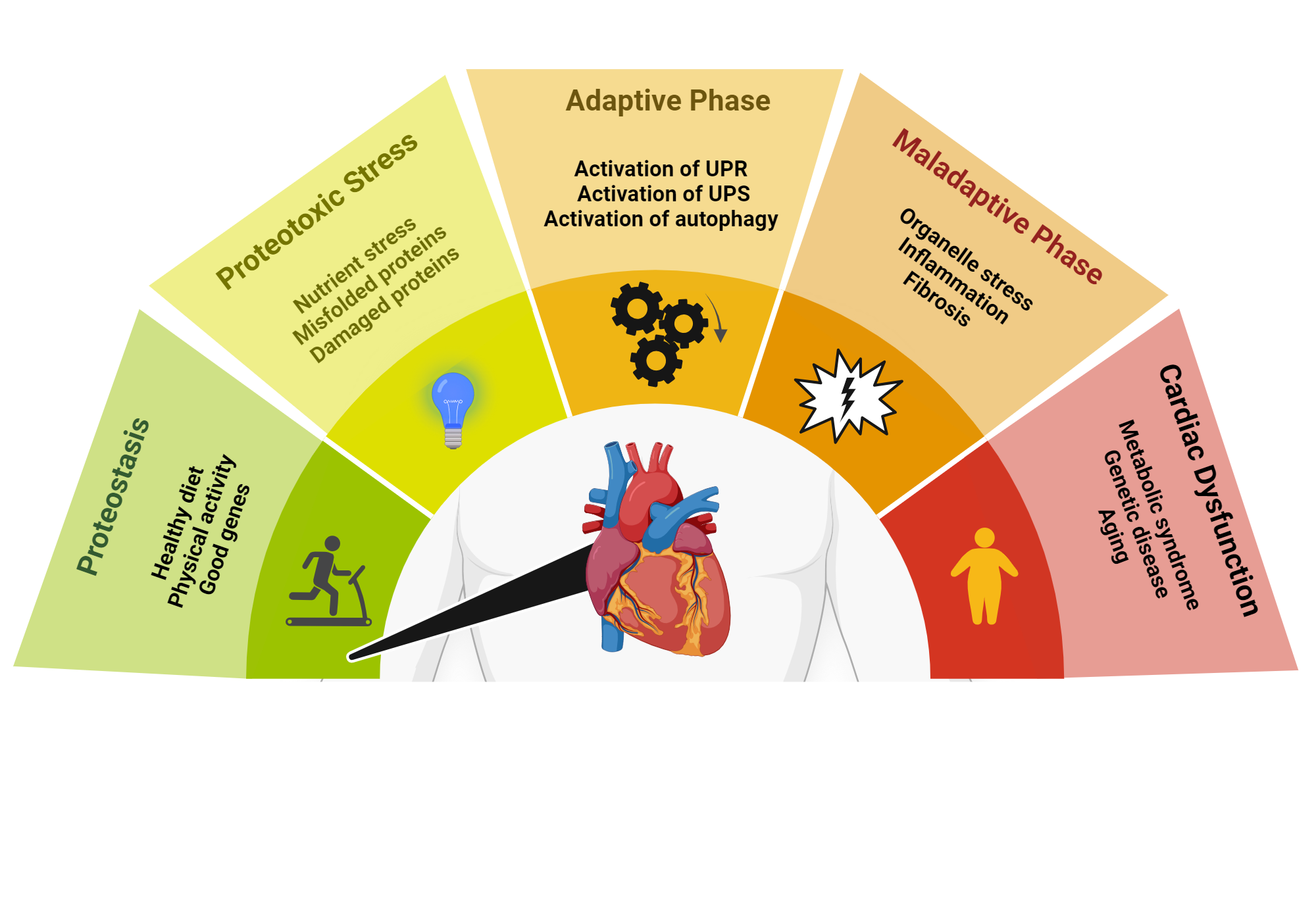 An editable high resolution scientific image depicting Cardiac Proteostasis and Its Adaptation and Dysfunction.
