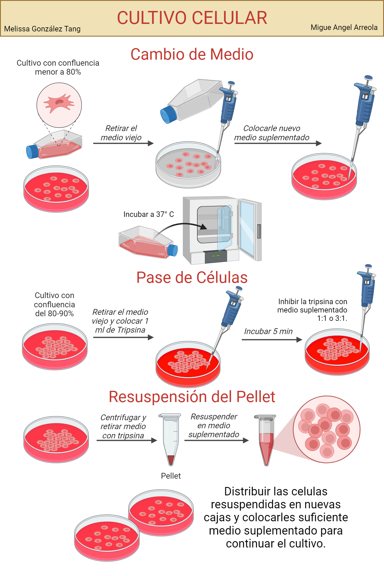 An editable high resolution scientific image depicting Pasos para el cultivo celular