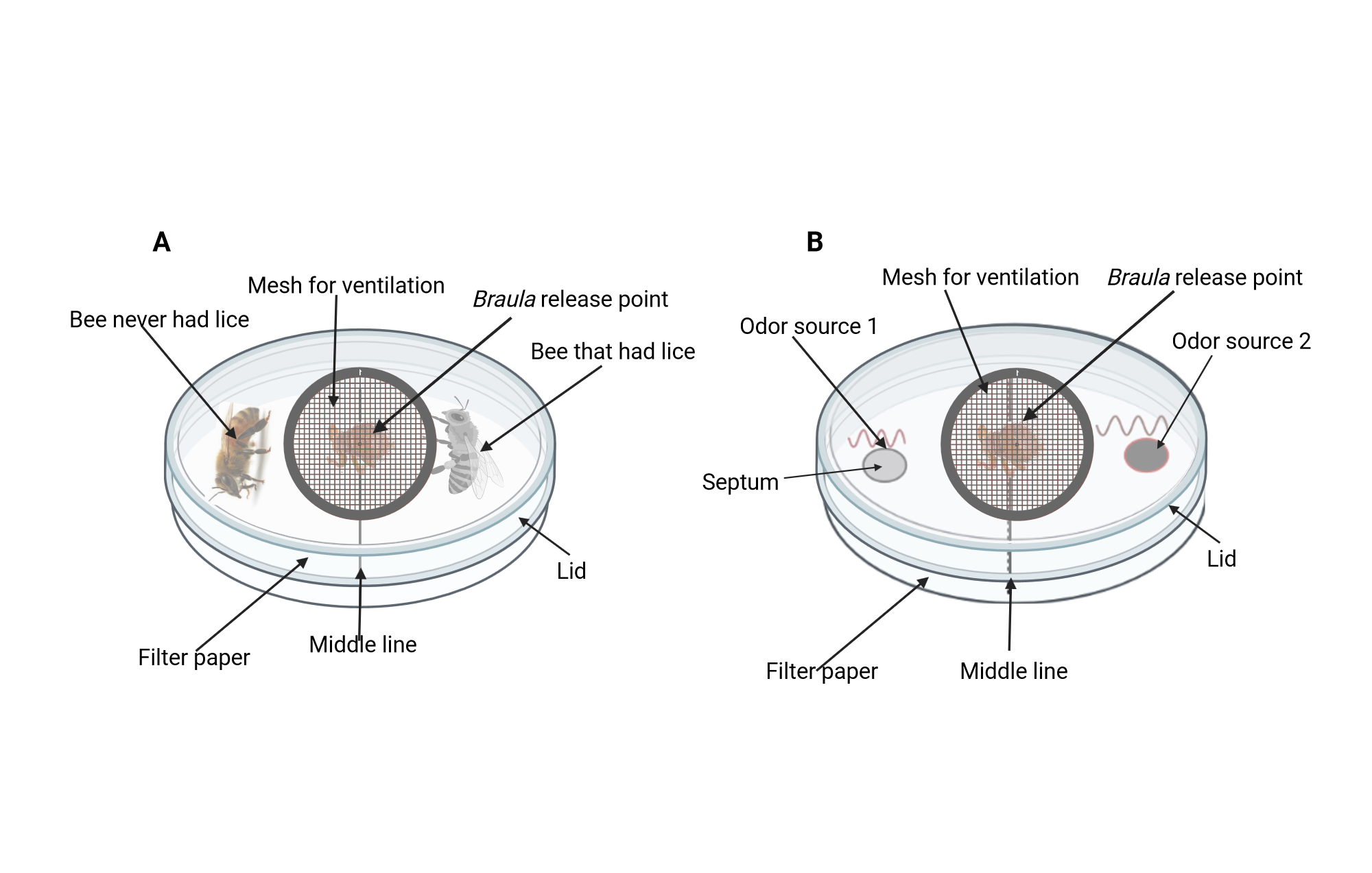 An editable high resolution scientific image depicting petri dish bioassay