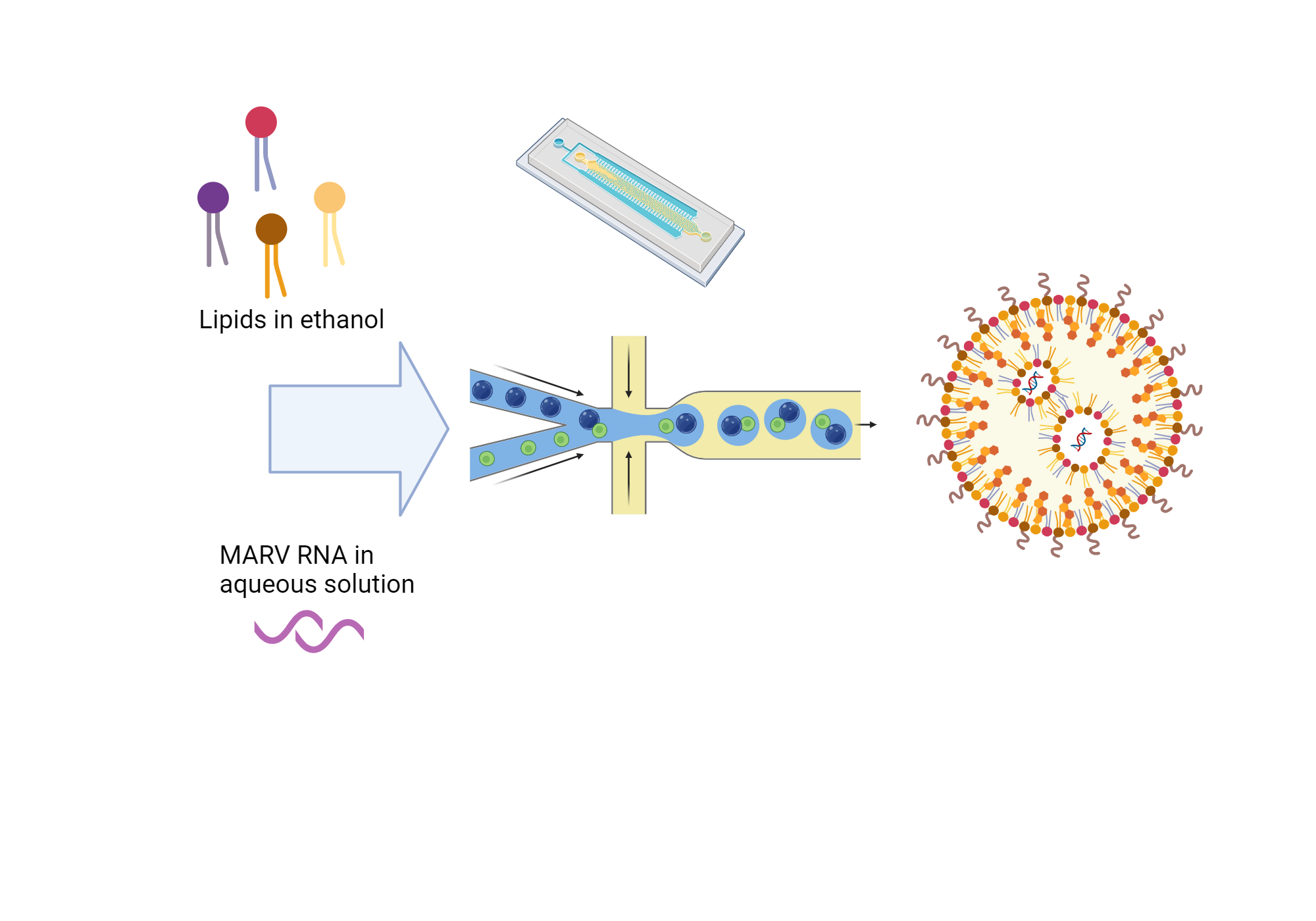 An editable high resolution scientific image depicting Lipid Nanoparticle Formation