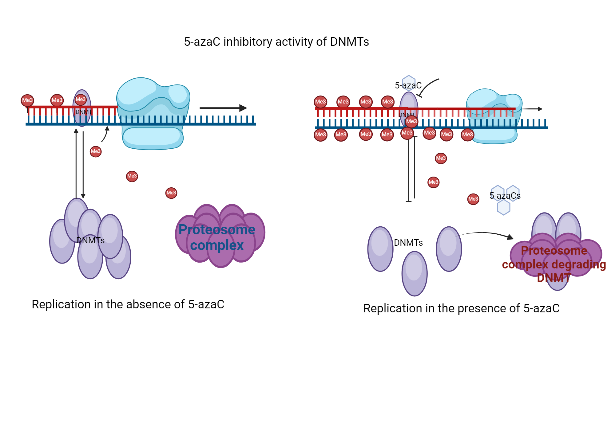 An editable high resolution scientific image depicting Inhibitory action of 5-azaC on the activity of DNMTs