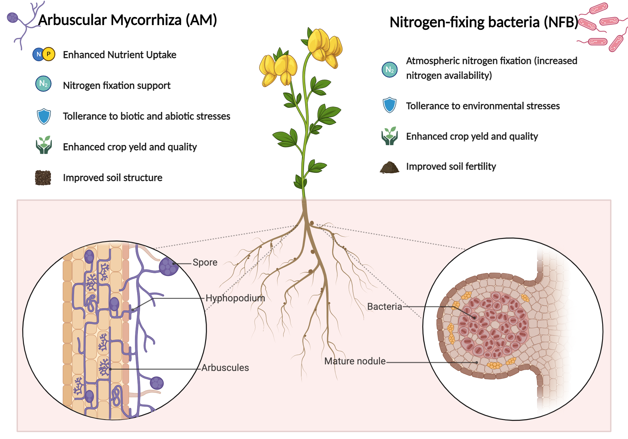 An editable high resolution scientific image depicting Lotus Japonicus co-symbiosis