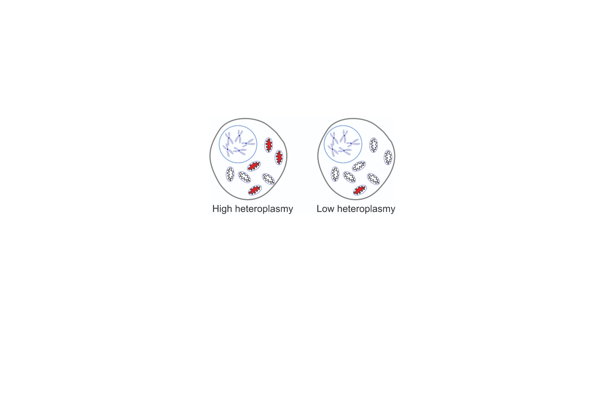 An editable high resolution scientific image depicting heteroplasmy