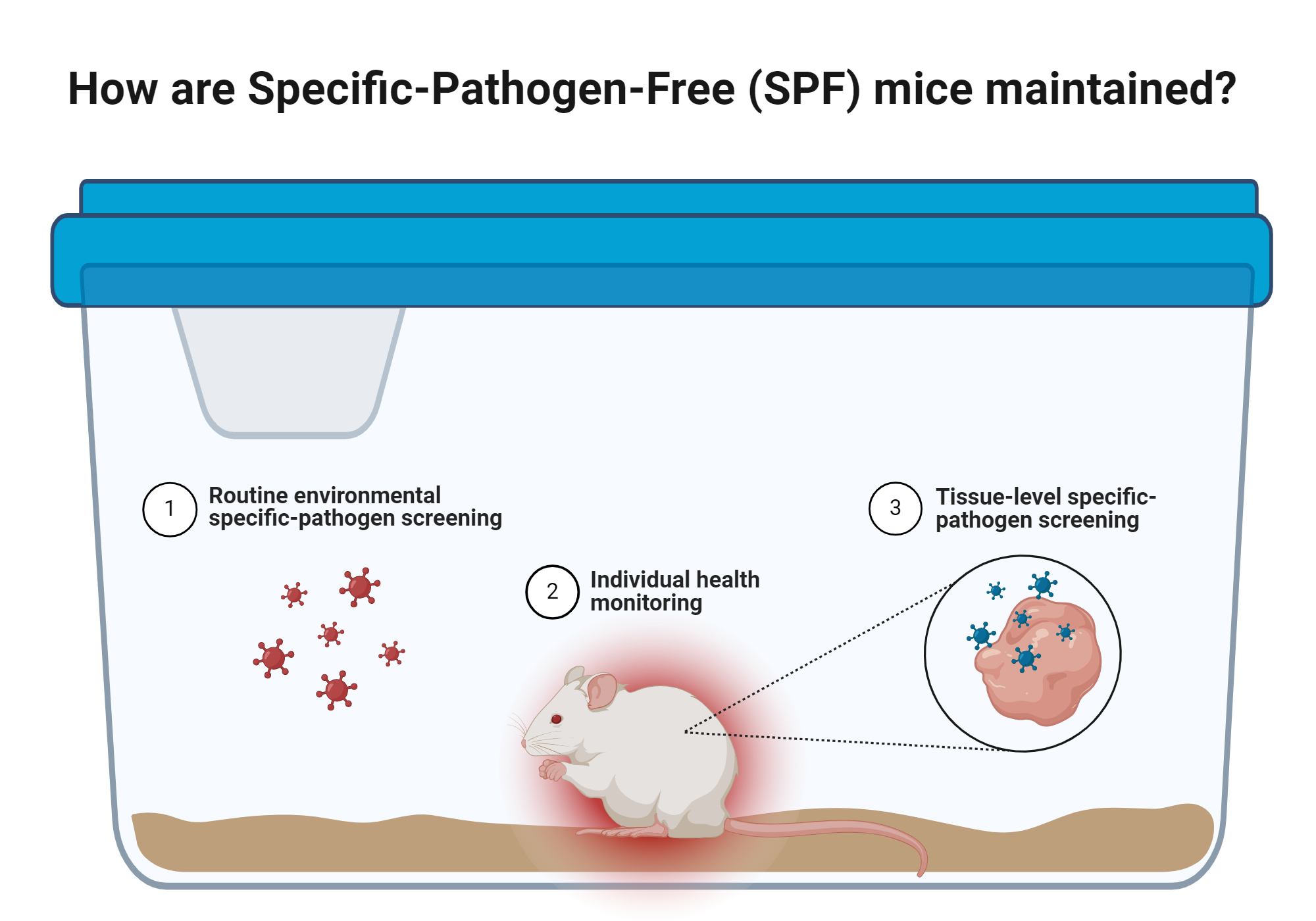 Specific pathogen free spf mice biorender science templates