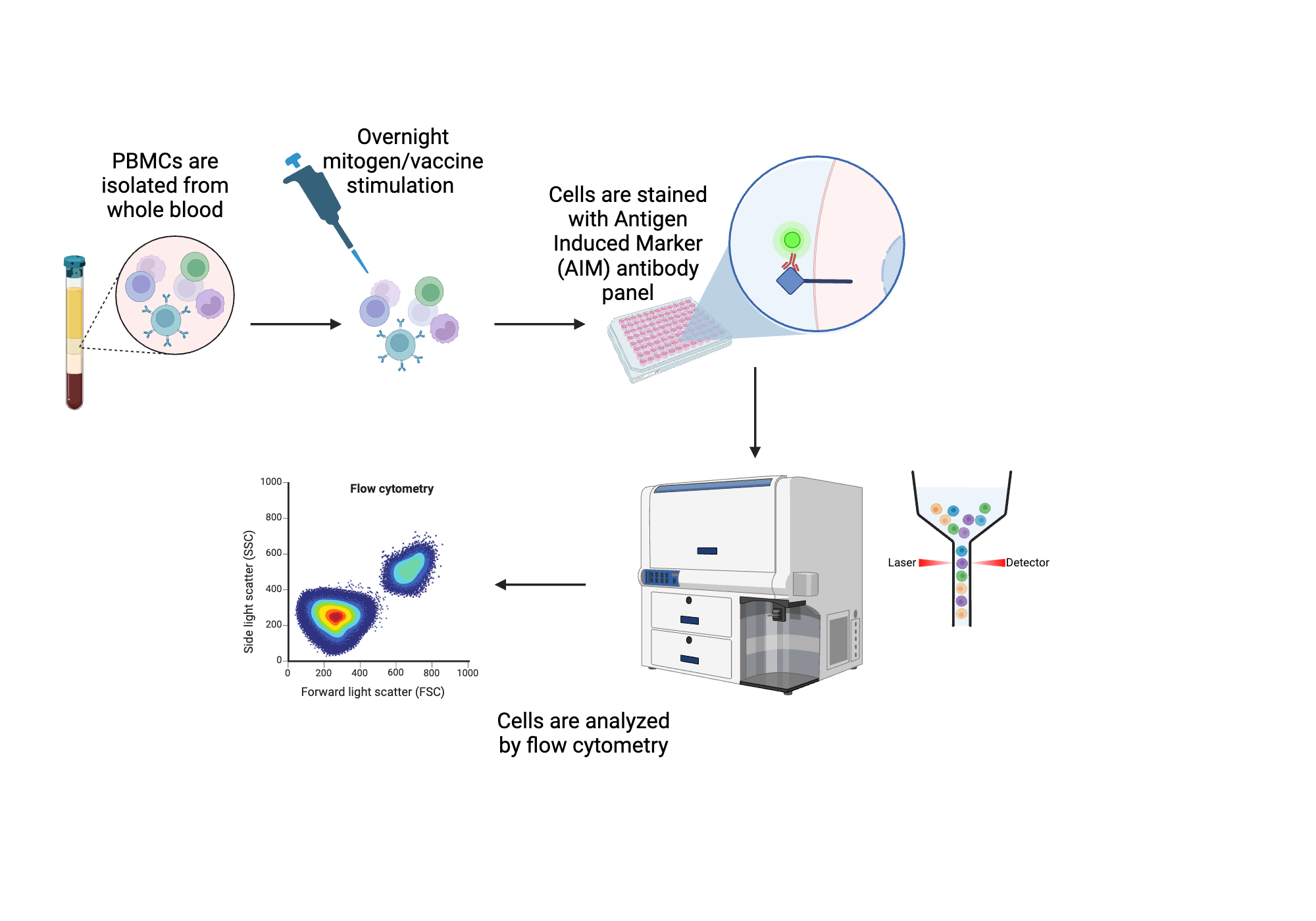 An editable high resolution scientific image depicting Activation-Induced Marker (AIM) Protocol