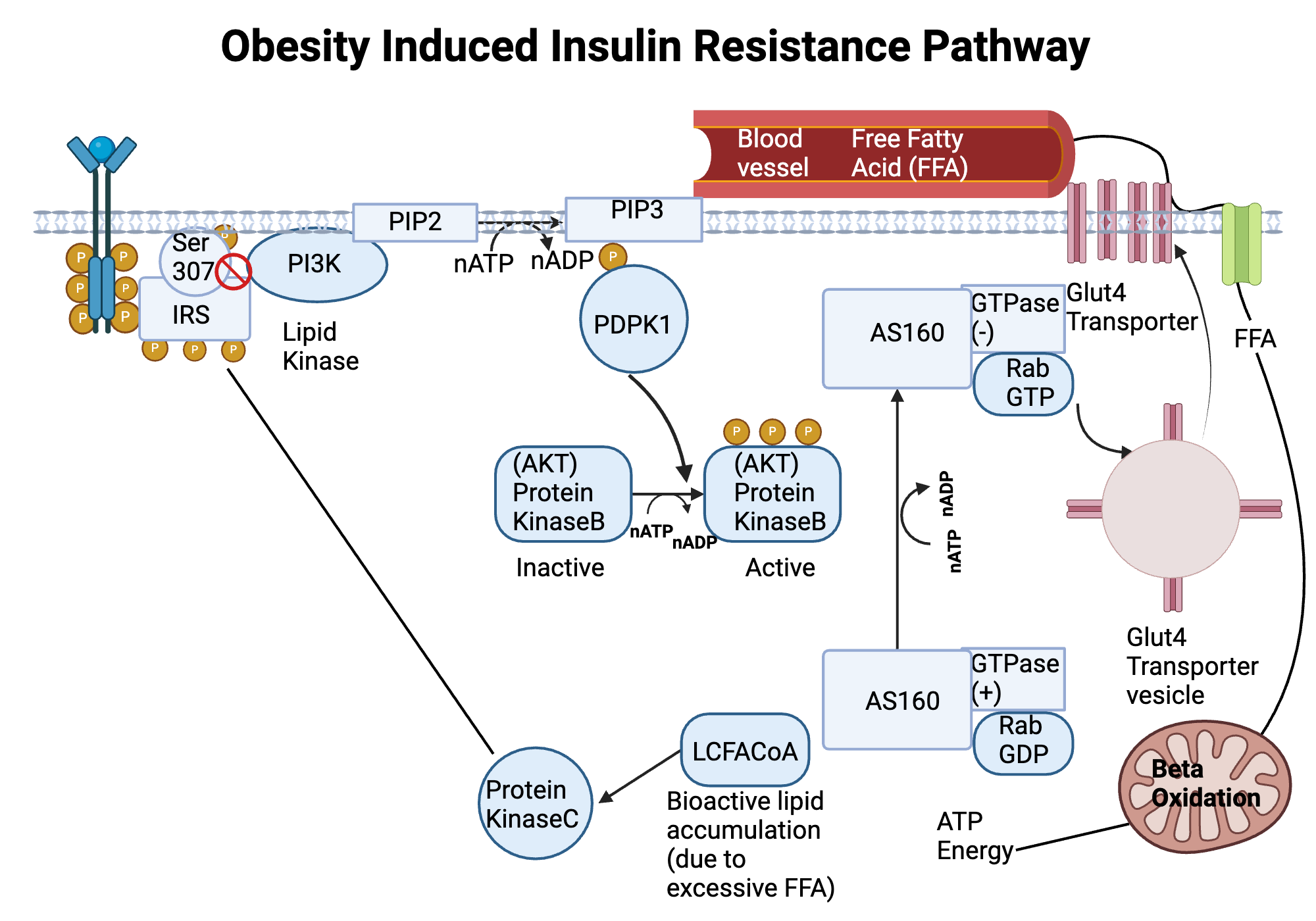 An editable high resolution scientific image depicting Obesity induced insulin resistance cell signaling pathway