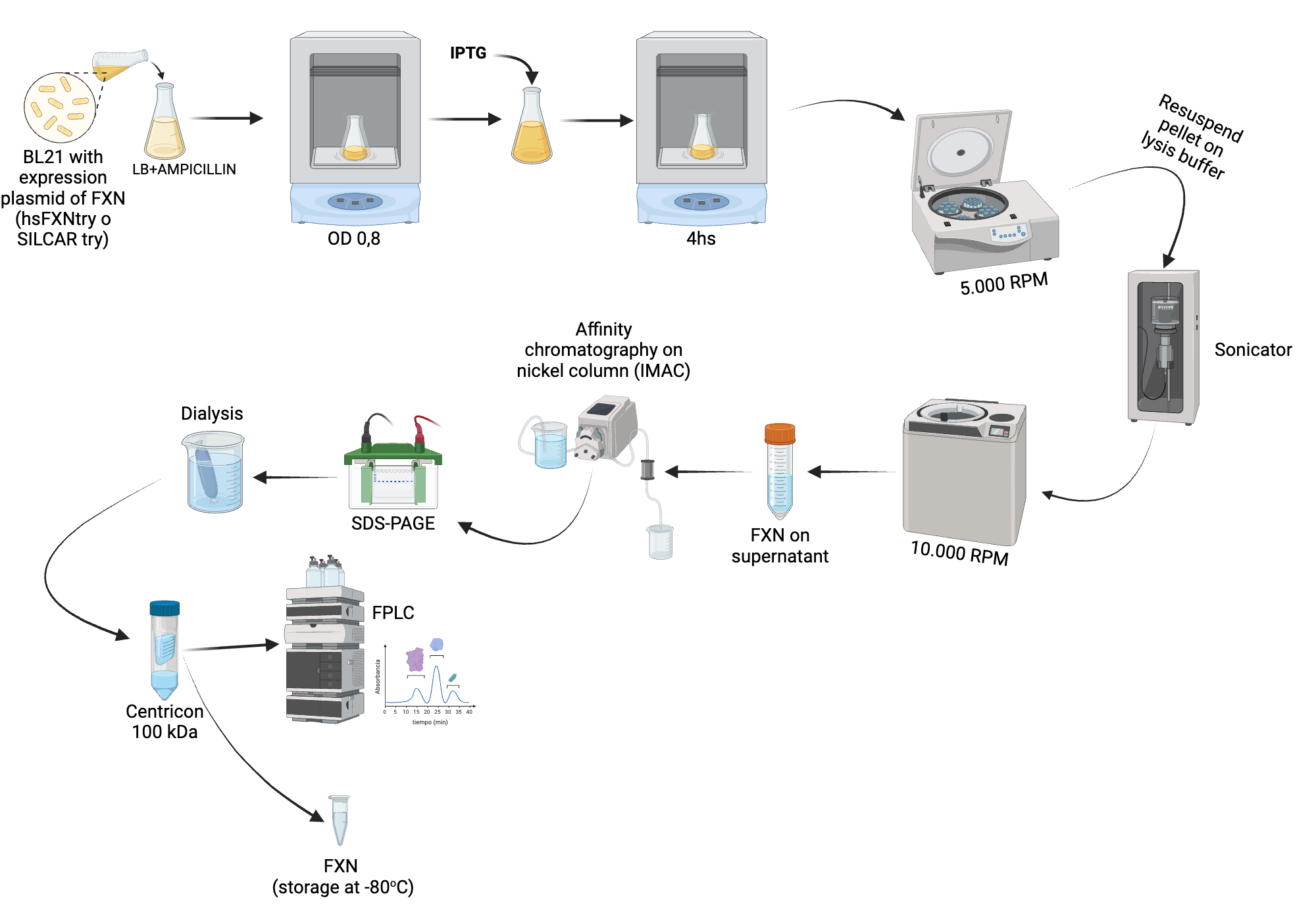 An editable high resolution scientific image depicting Production and purification of troyan human Frataxine (FXN)