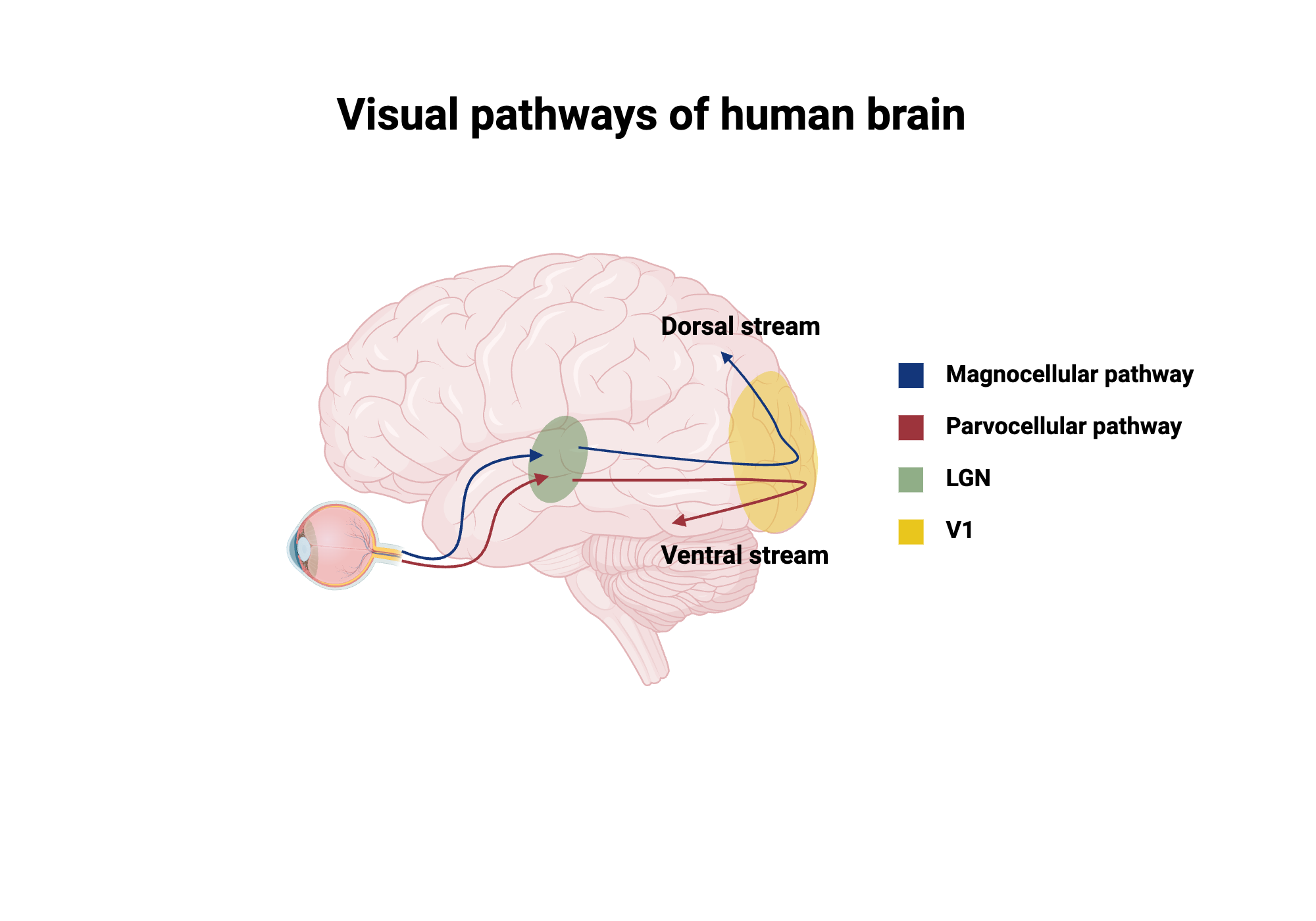 Visual Pathways of Human Brain | BioRender Science Templates