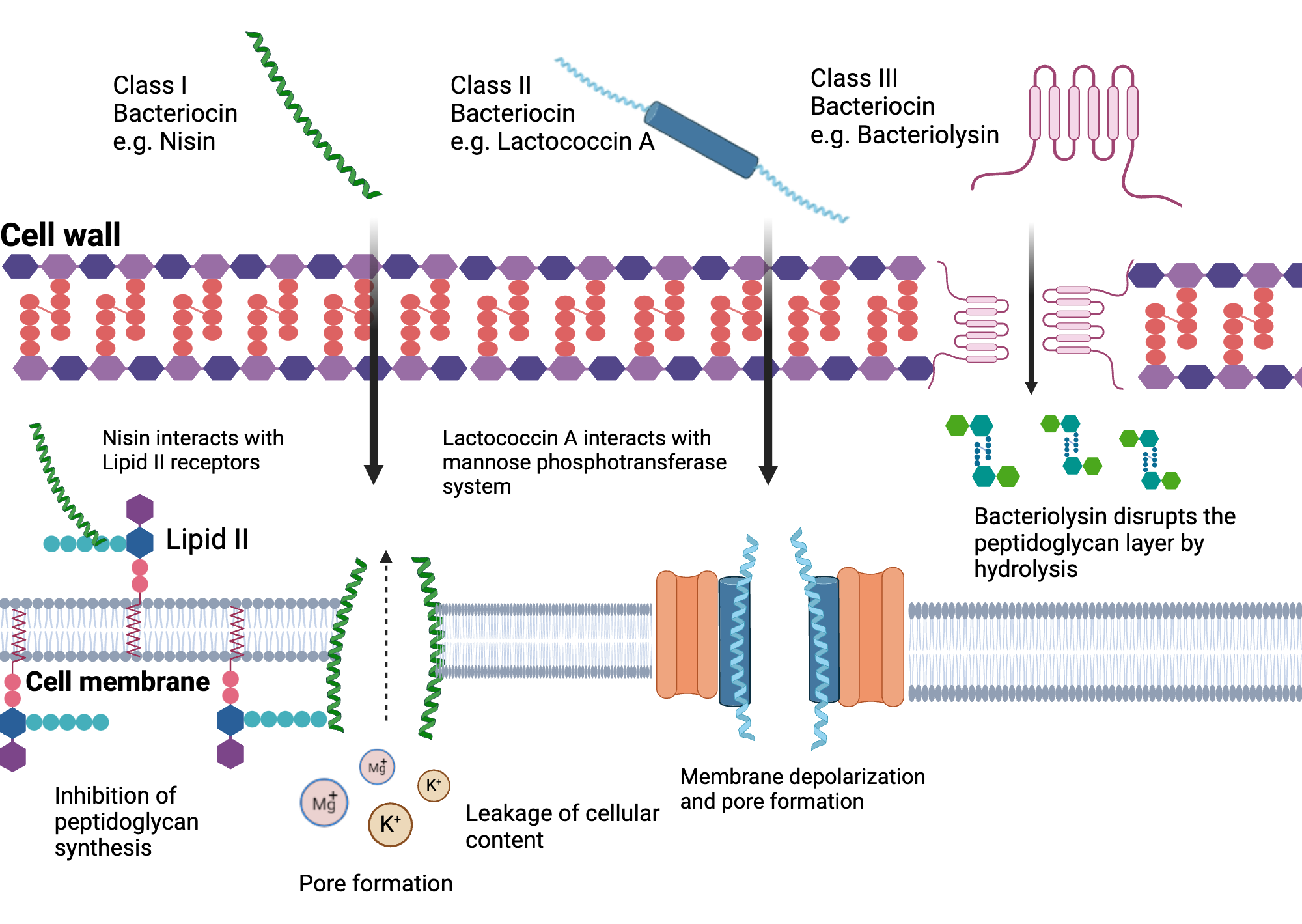 An editable high resolution scientific image depicting Mode of action of bacteriocins