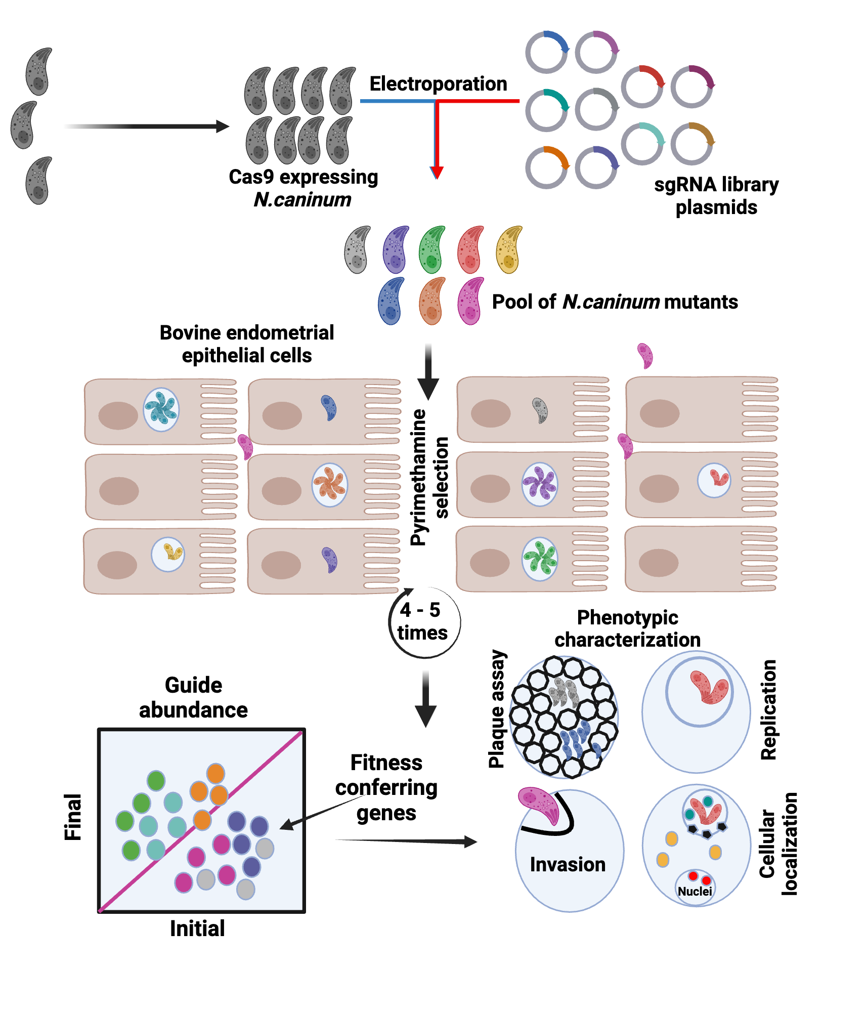 An editable high resolution scientific image depicting CRISPR-Cas9 Screening of parasites to identify fitness conferring genes