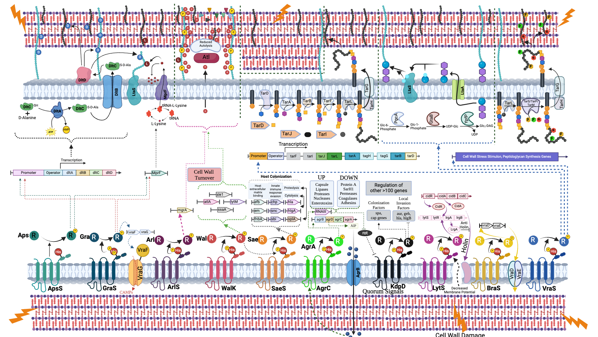 An editable high resolution scientific image depicting Cell wall modifications and its regulation in Staphylococcus aureus bacteria during cell wall stress