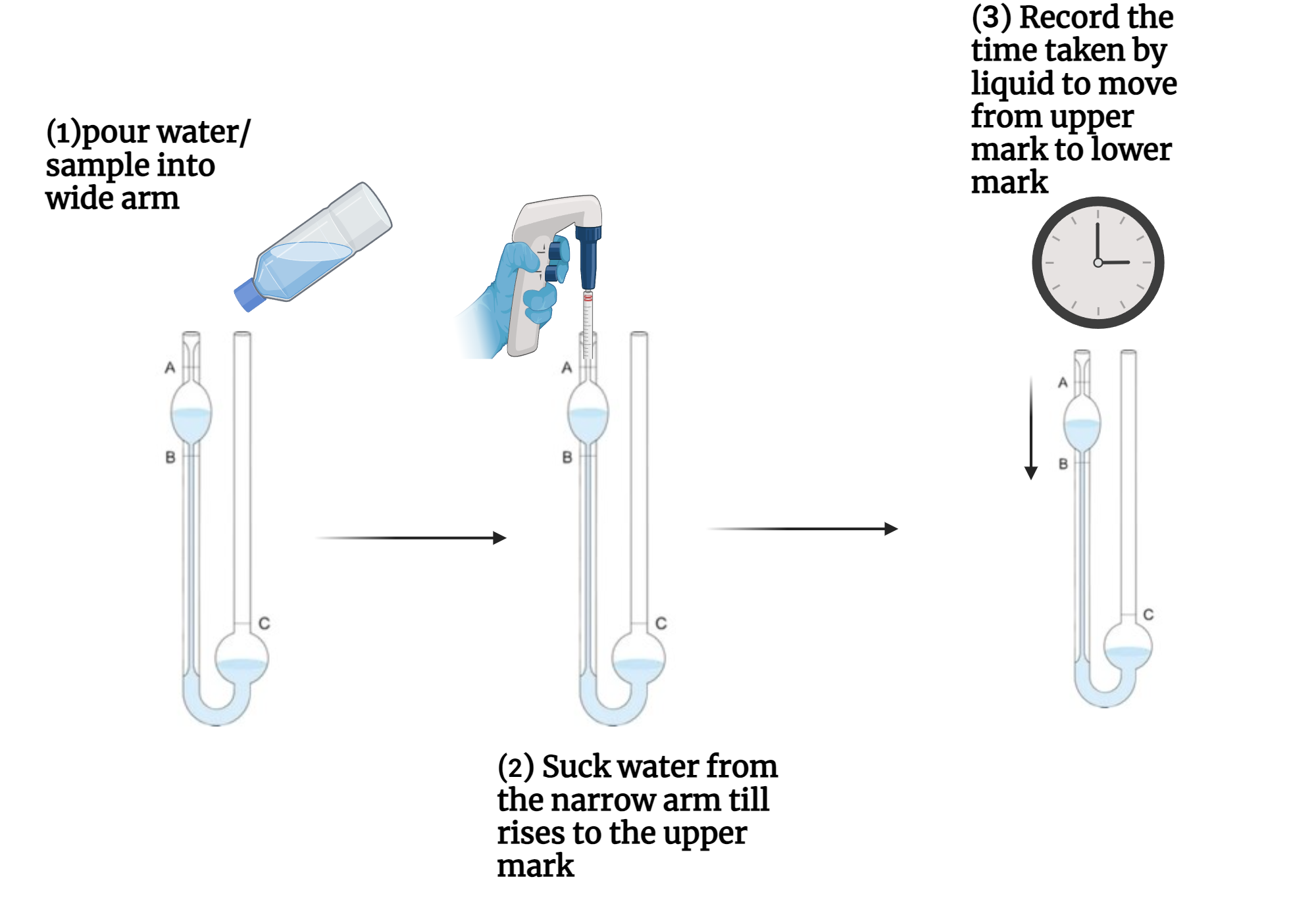Ostwald BioRender Science Templates