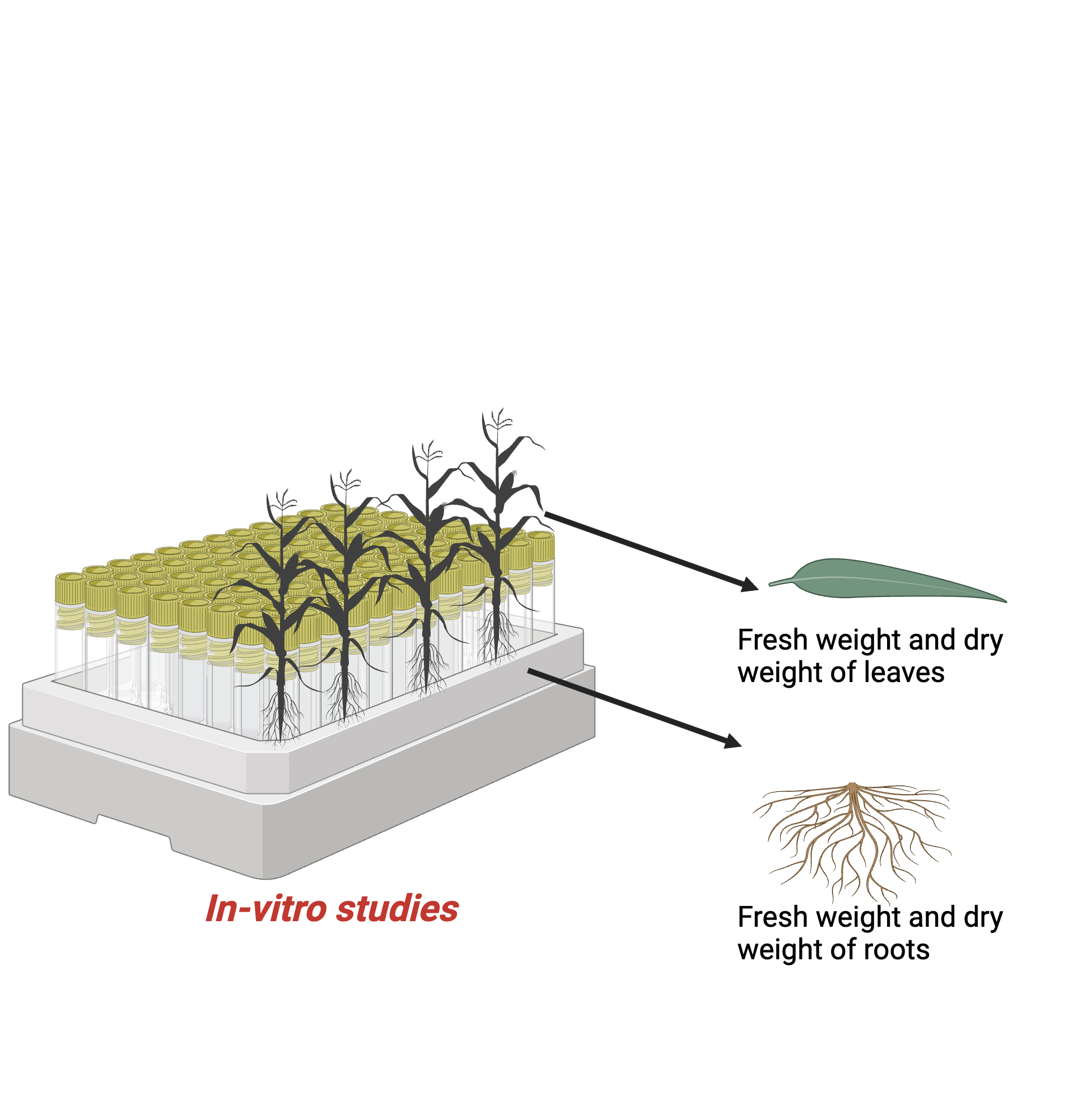 An editable high resolution scientific image depicting In-vitro plant study