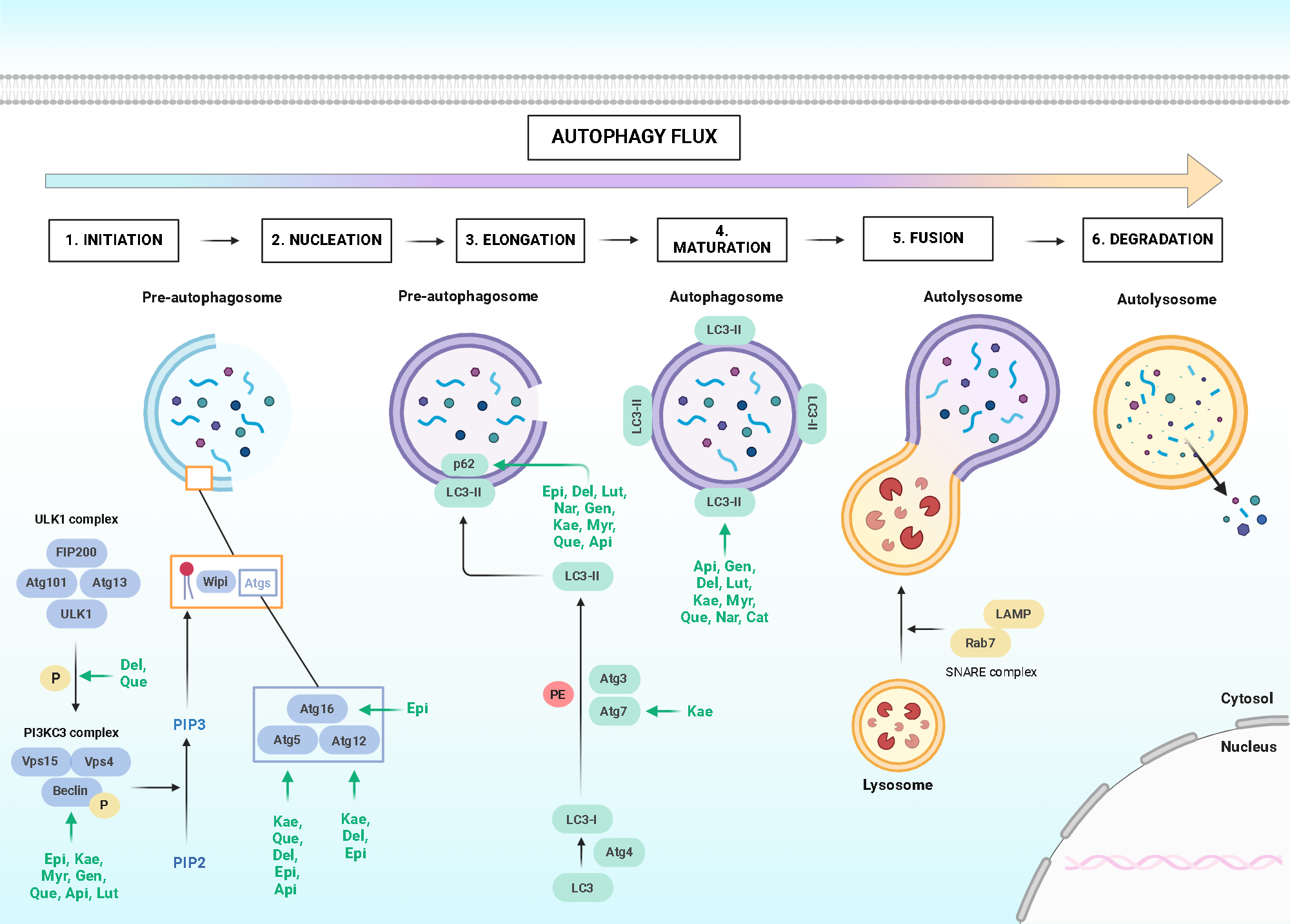 An editable high resolution scientific image depicting Flavonoids modulate autophagy pathways in cancer.