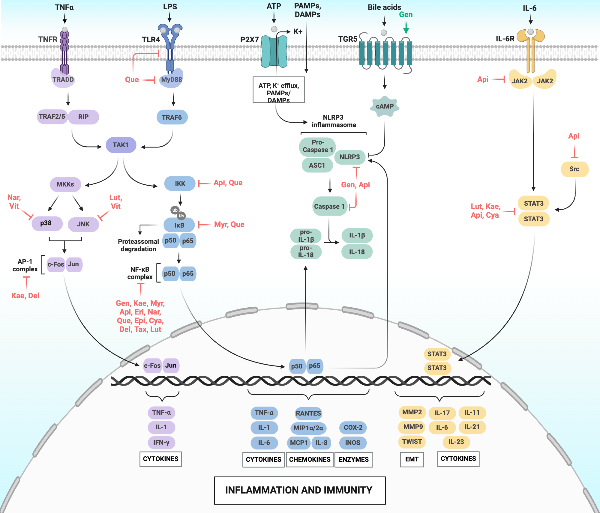 An editable high resolution scientific image depicting Flavonoids modulate inflammation and immunity pathways in cancer.