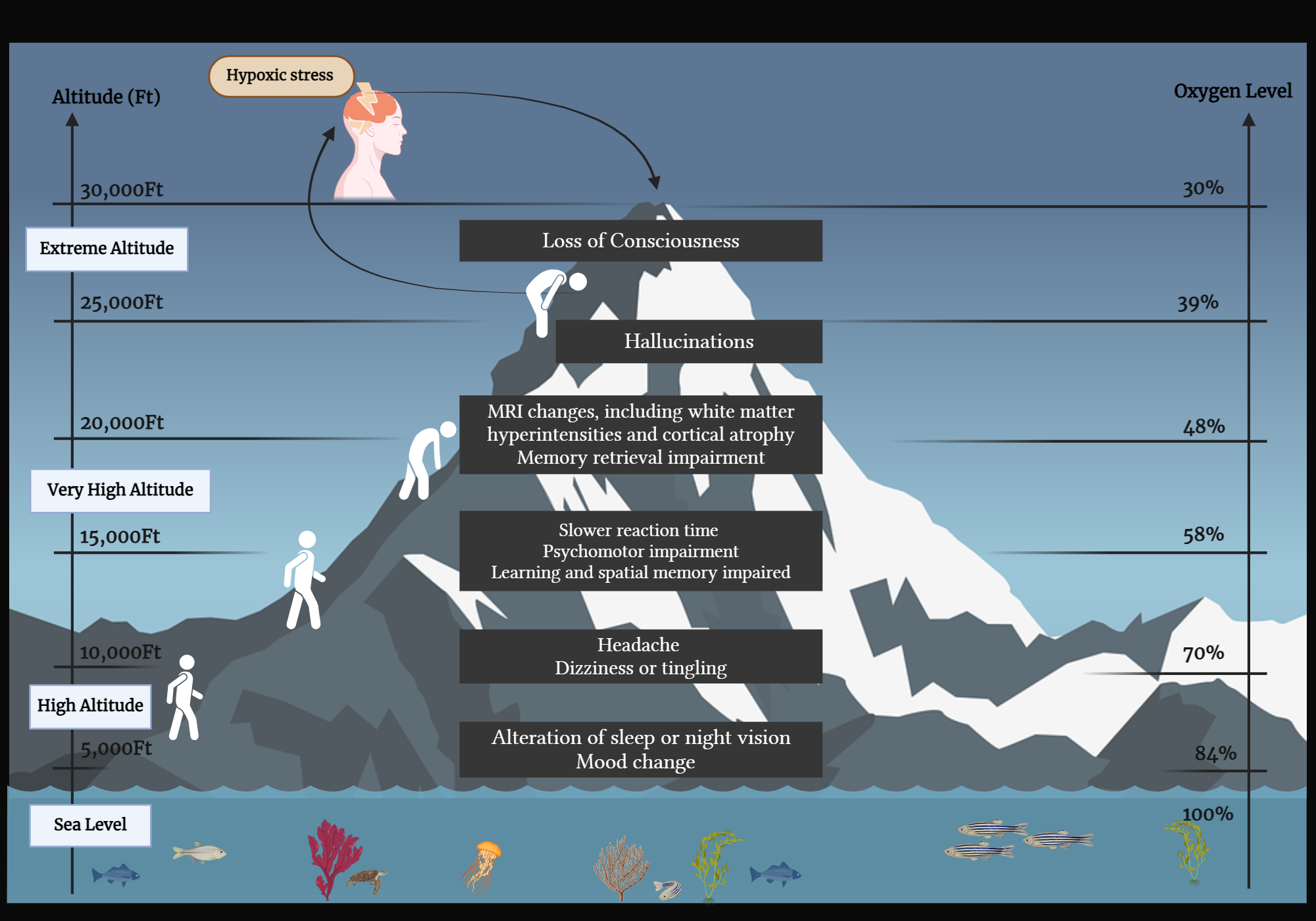 An editable high resolution scientific image depicting Impact of Hypoxia on Neurocognition