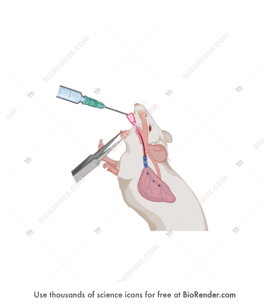 Free Mouse (intratracheal administration) Icons, Symbols & Images