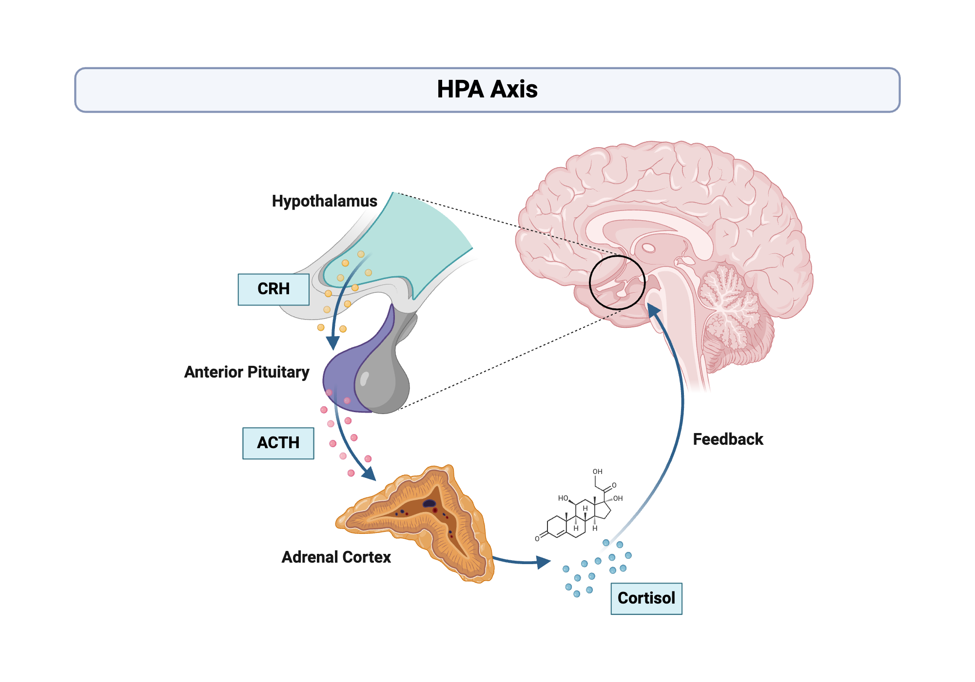 Hypothalamic Pituitary Adrenal HPA Axis BioRender Science Templates Hypothalamic Pituitary Adrenal HPA Axis BioRender Science Templates