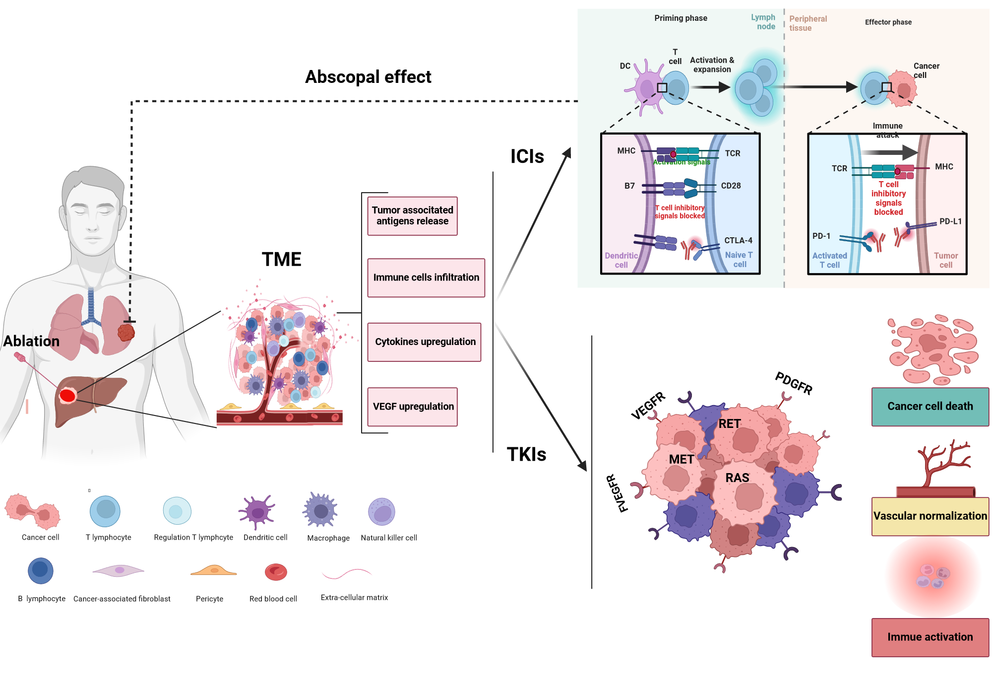 An editable high resolution scientific image depicting Rationale for ablation combined with systemic therapies