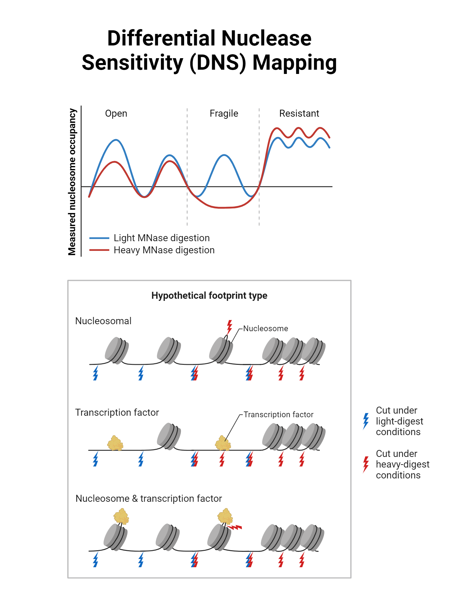 Differential Nuclease Sensitivity (DNS) Mapping | BioRender Science