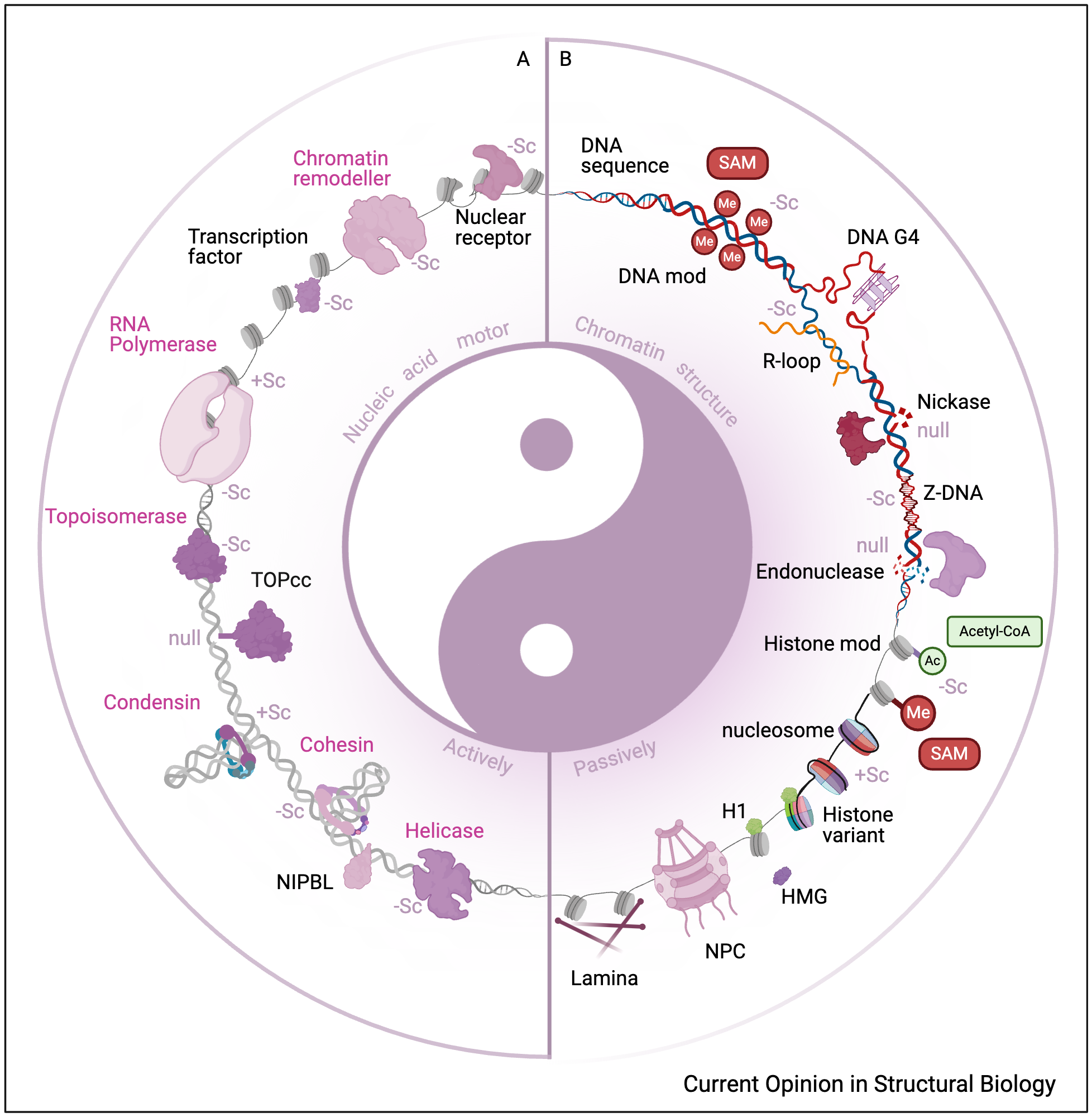An editable high resolution scientific image depicting Yin and Yang of chromatin factors interacting with DNA topology
