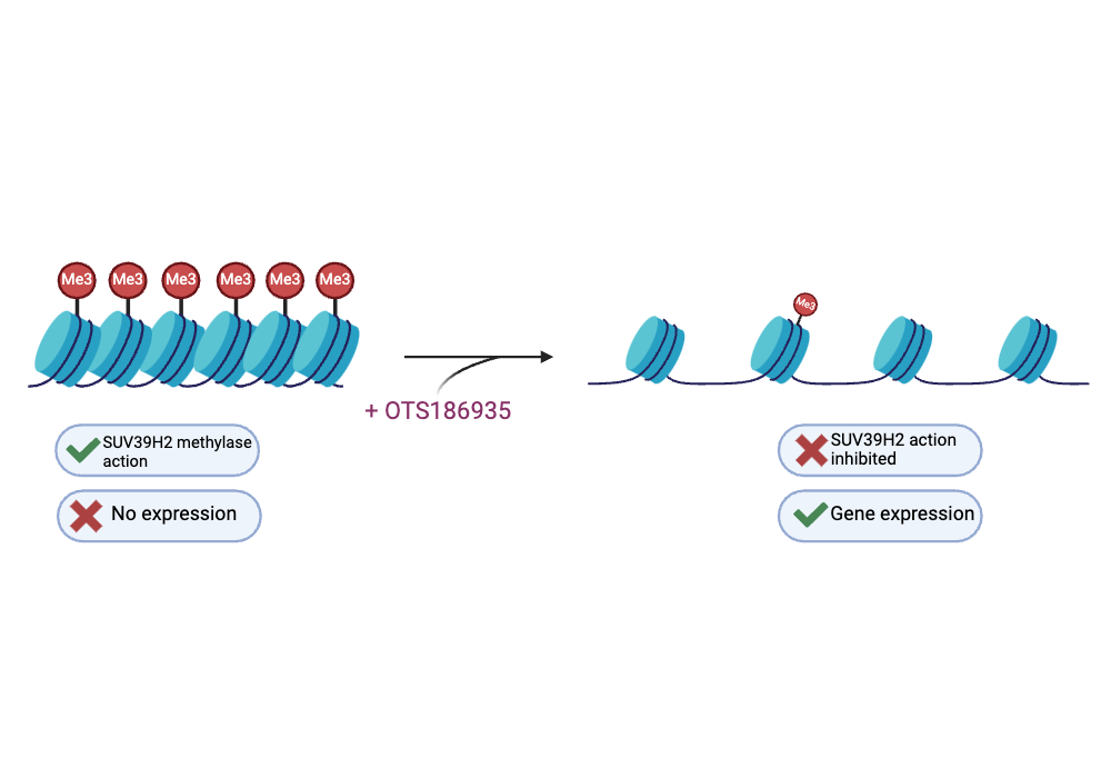 An editable high resolution scientific image depicting Effect of OTS186935 on inhibiting trimethylation of SUV39H2.