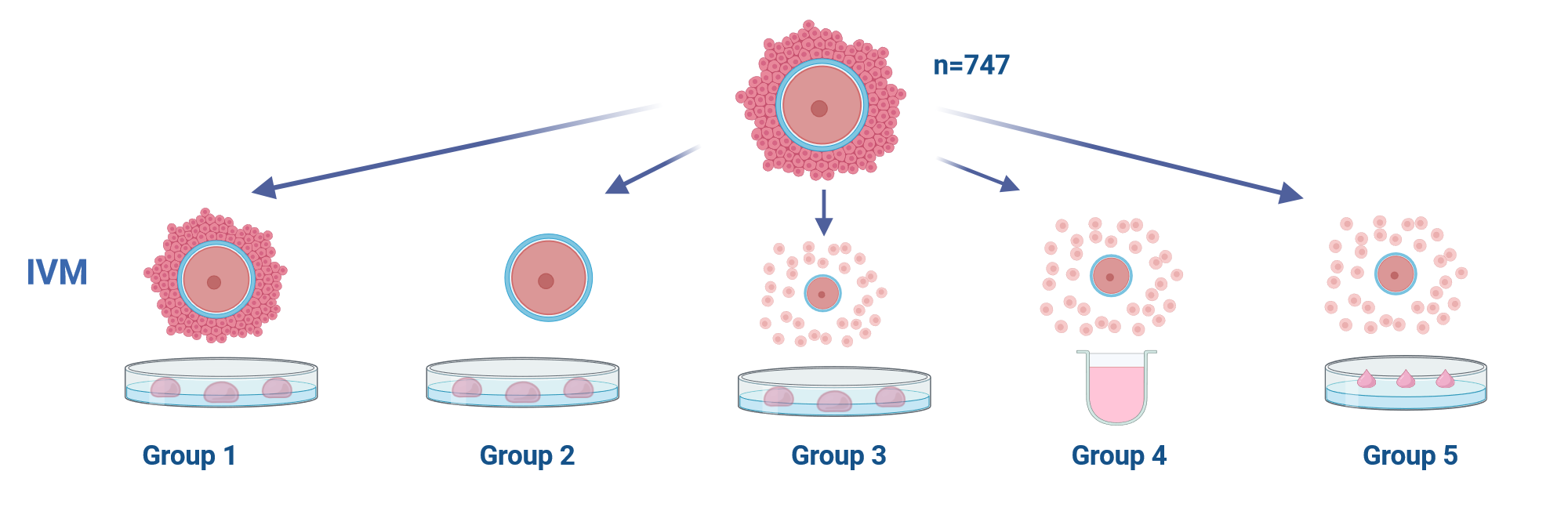 An editable high resolution scientific image depicting Reconstraction of the cumulus oocyte complex