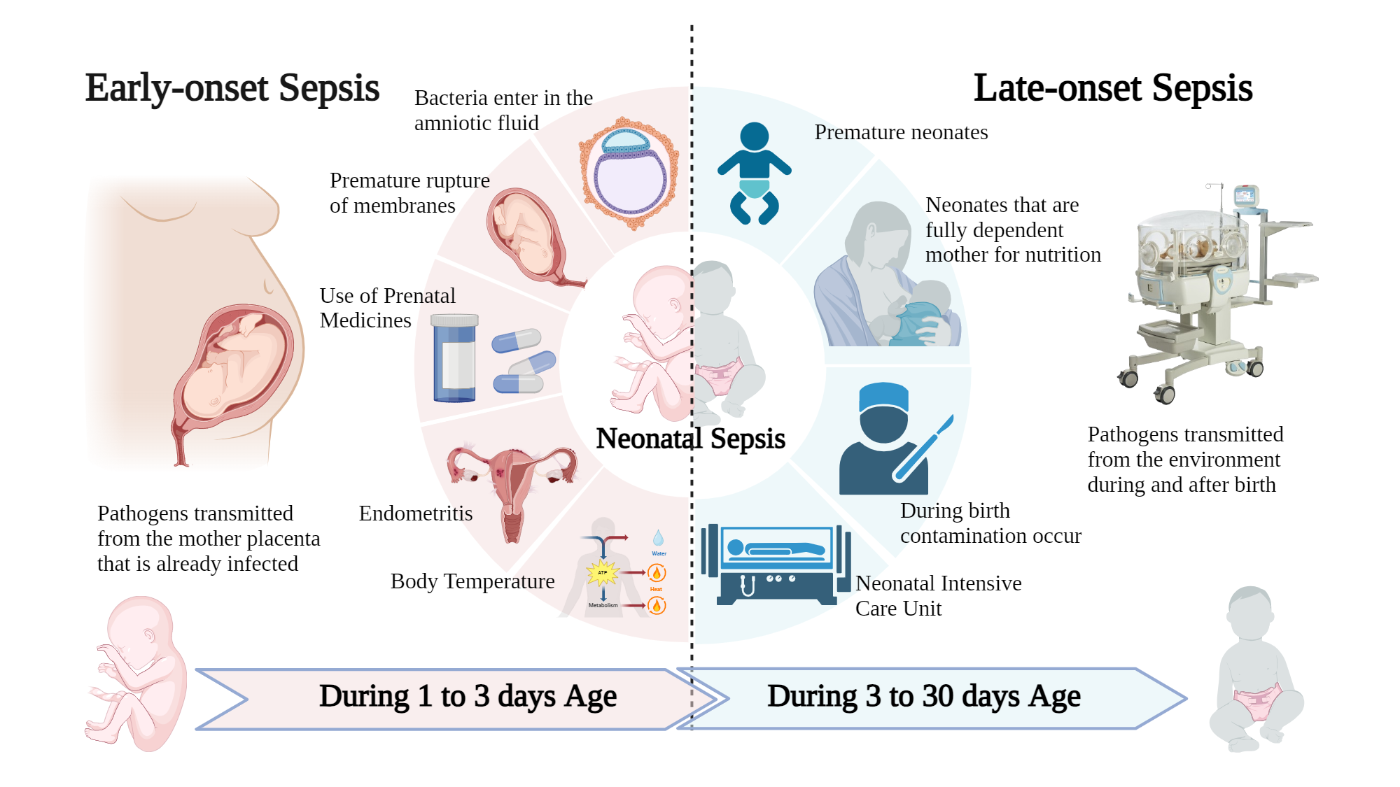 An editable high resolution scientific image depicting Types and prevalence of Neonatal Sepsis
