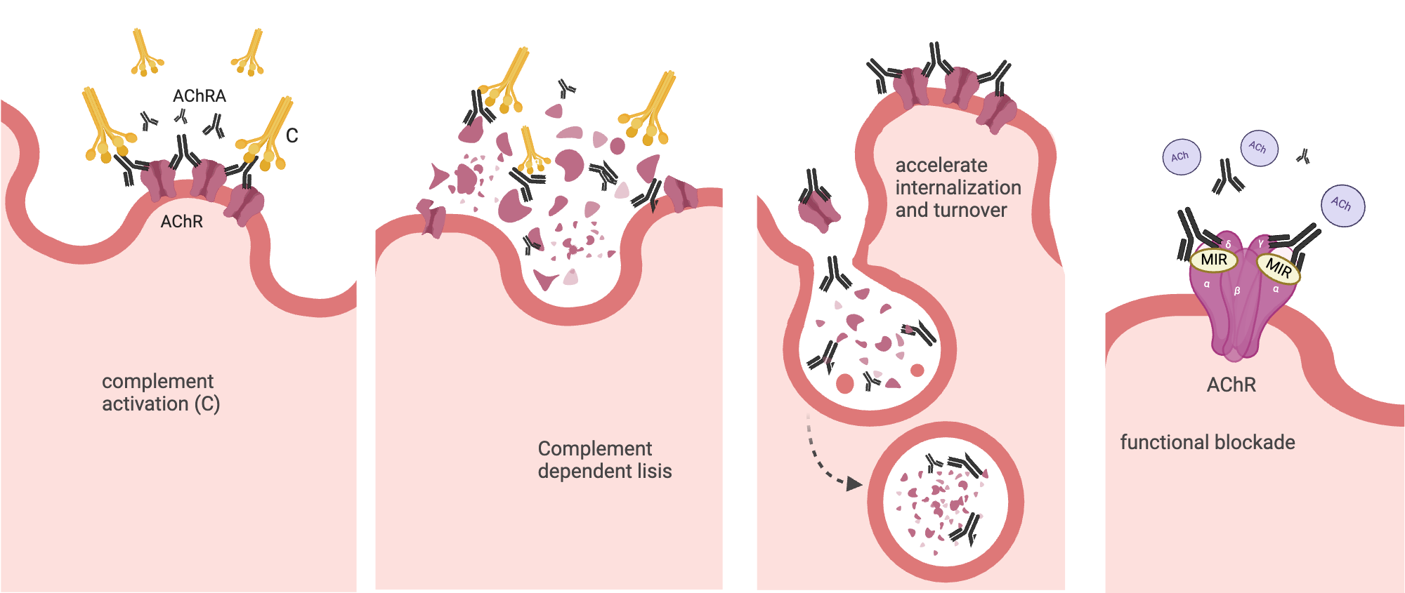 An editable high resolution scientific image depicting AChRA mechanisms of action