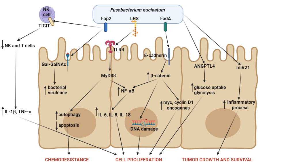 An editable high resolution scientific image depicting Carcinogenic mechanisms of action of Fusobacterium nucleatum.