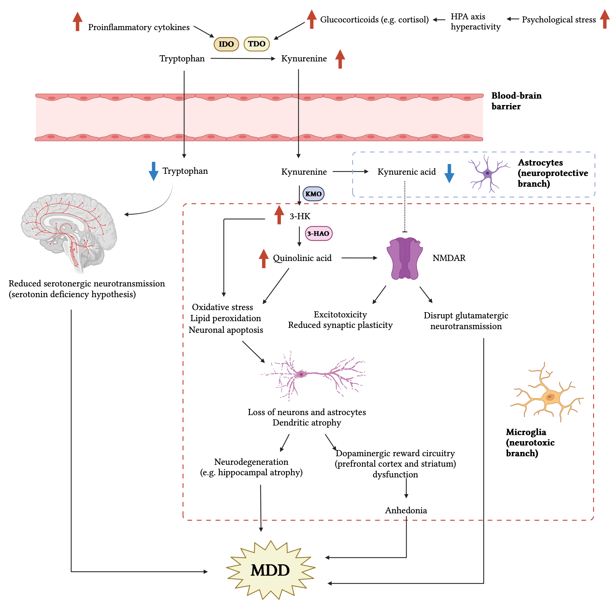 An editable high resolution scientific image depicting Linkage between kynurenine pathway and major depressive disorder pathophysiology