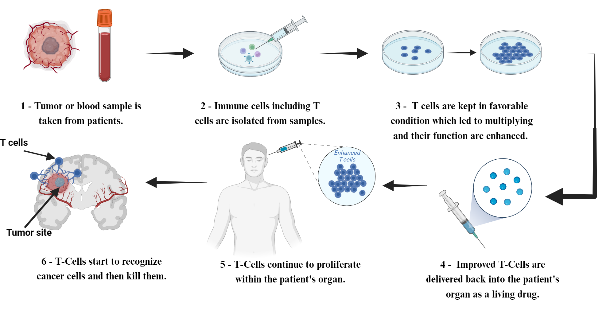 An editable high resolution scientific image depicting The role of T-cells in immunotherapy approaches for treating solid tumors