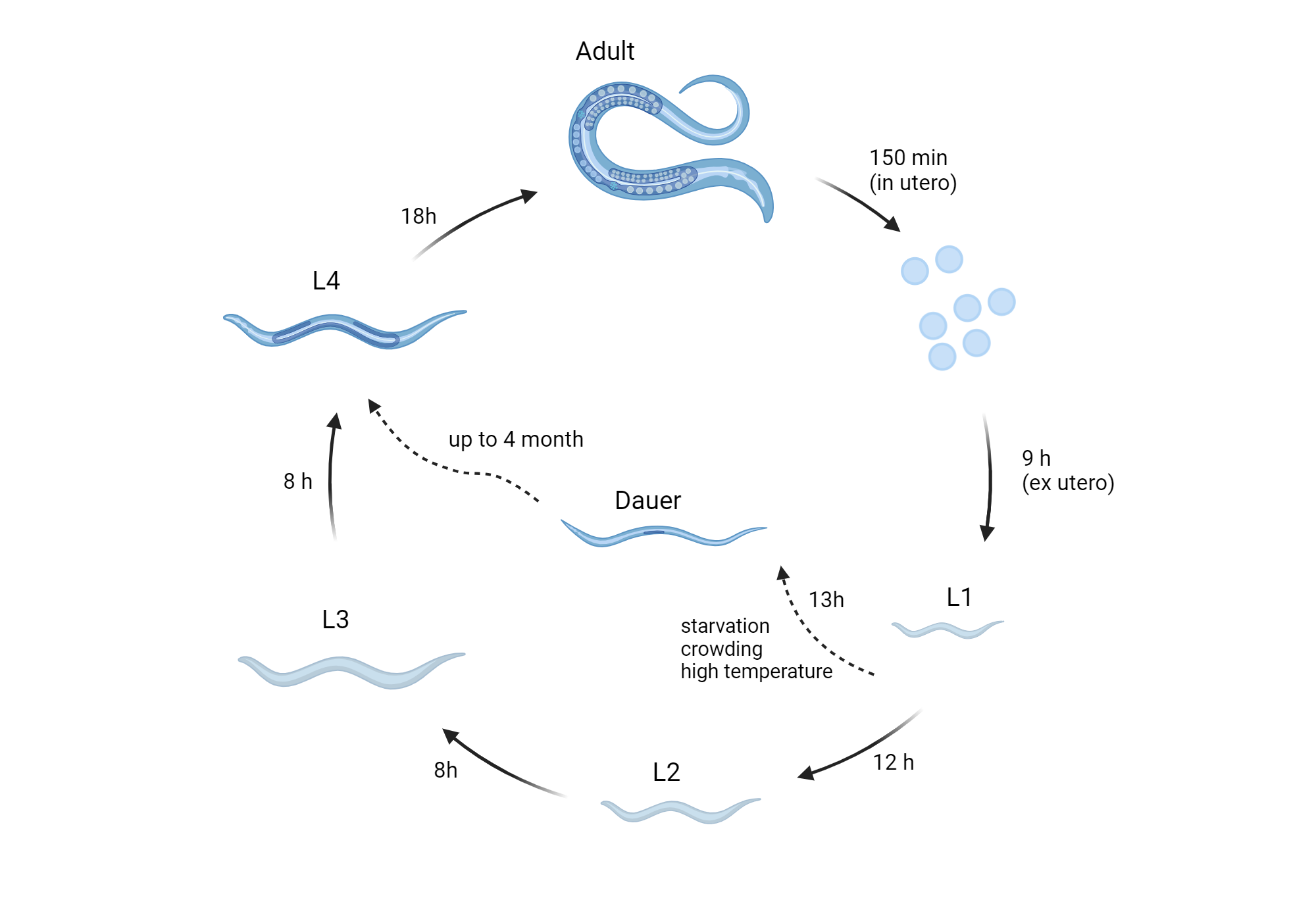 An editable high resolution scientific image depicting C.elegans life cycle (22 C)