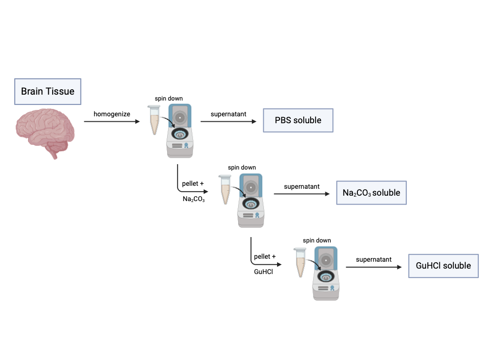 An editable high resolution scientific image depicting Sequential fractionation of brain tissue