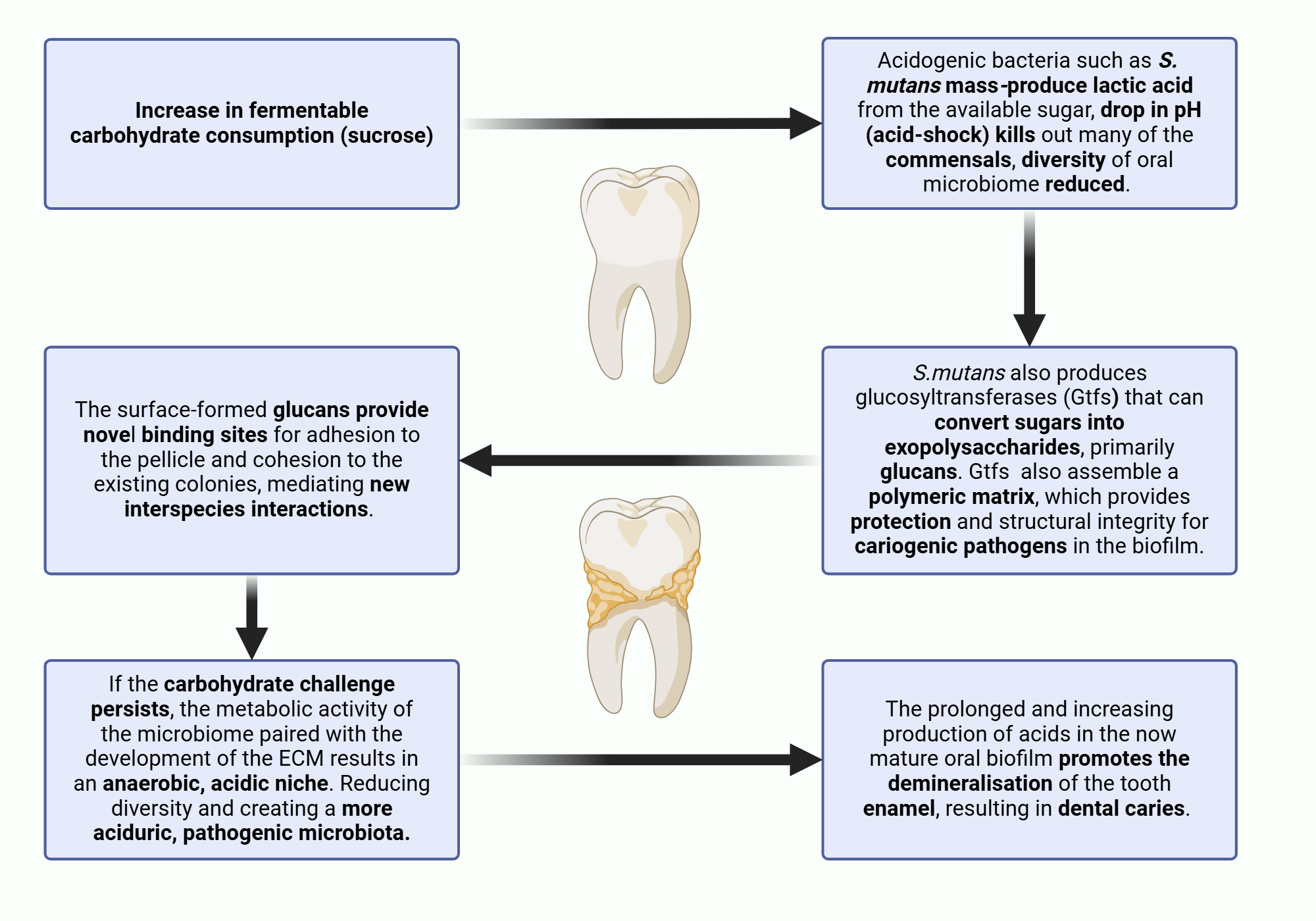 An editable high resolution scientific image depicting Dental Caries Caused By Fermentable Carbohydrate Induced Oral Microbiome Dysbiosis