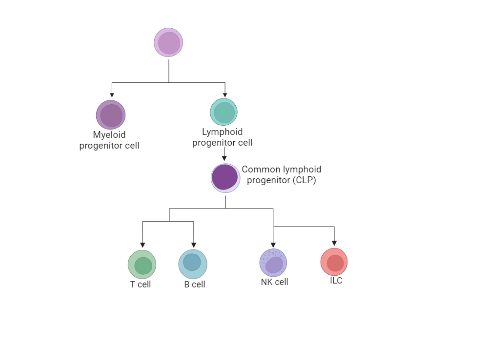 An editable high resolution scientific image depicting Differentiation of the lymphoid cells including Innate Lymphoid Cells (ILCs)