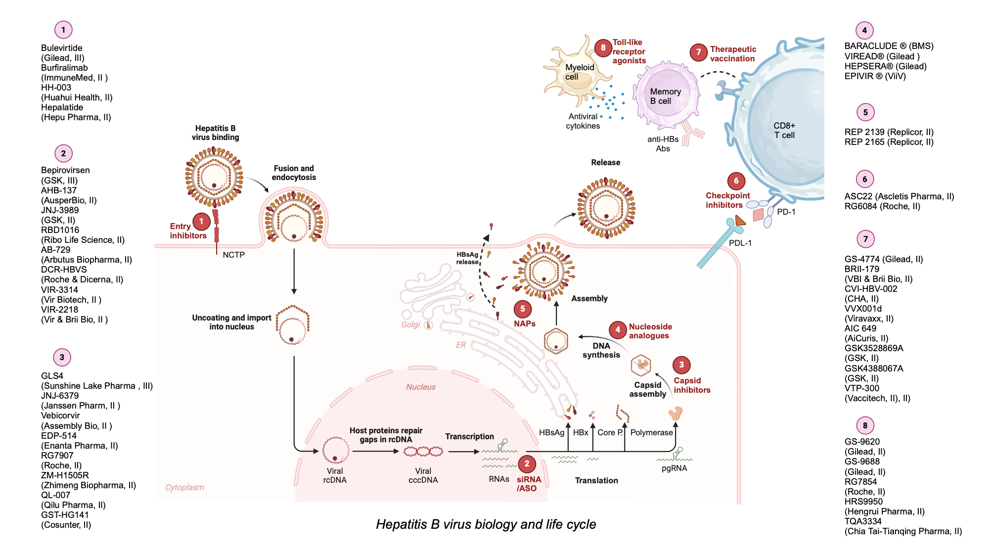 An editable high resolution scientific image depicting Landscape of Phase II/III clinical trials for Chronic hepatitis B